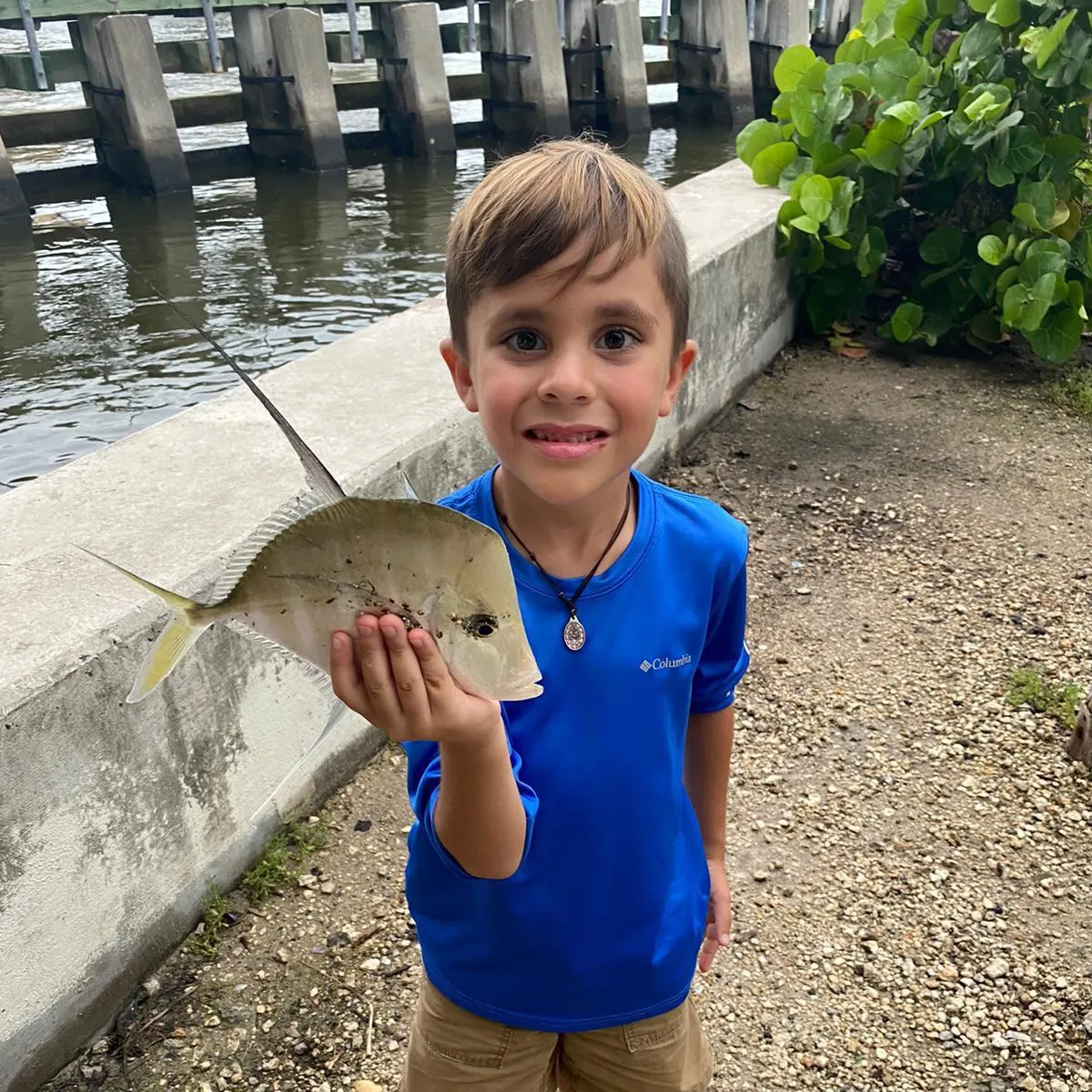 The most recent Lookdown catches on Fishbrain