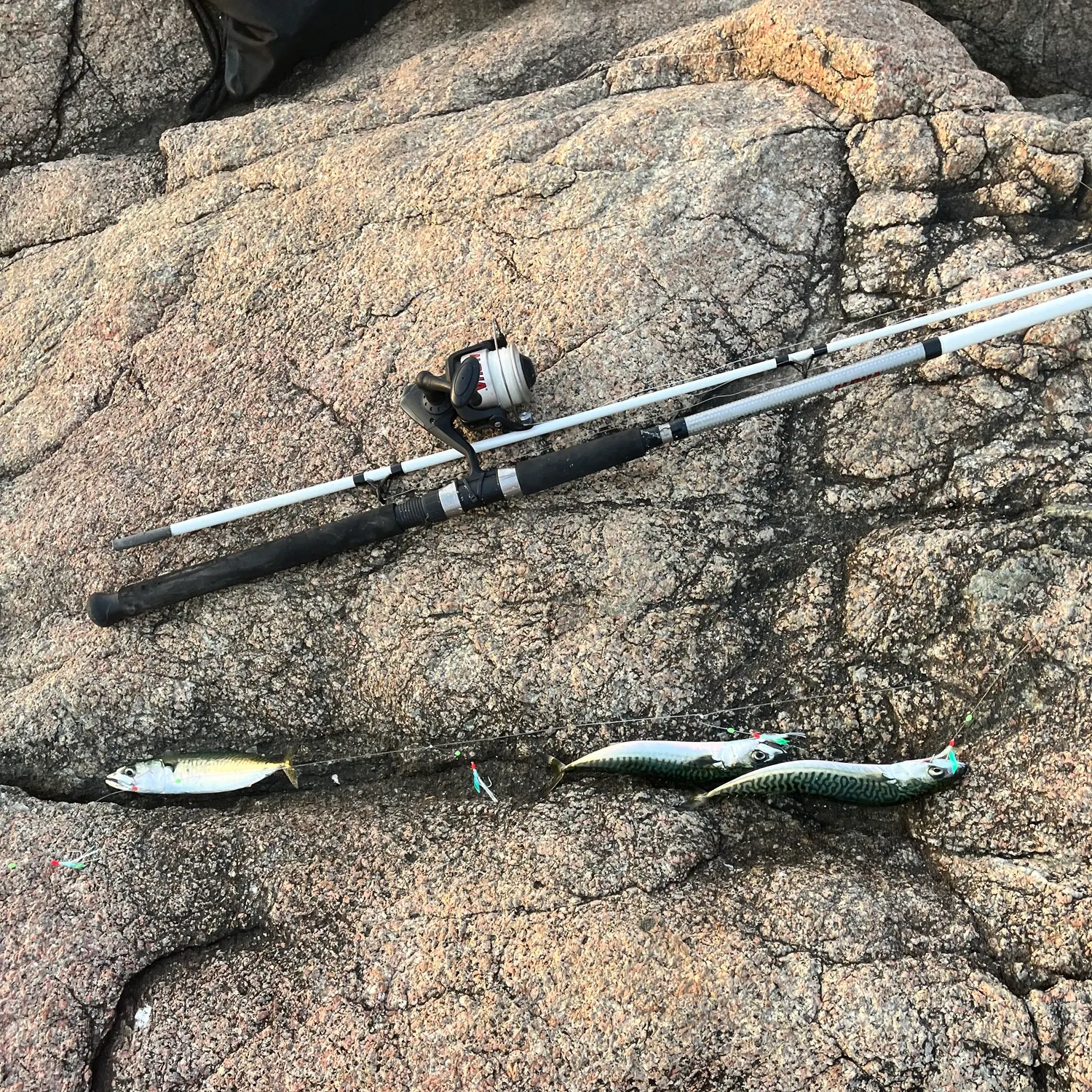 Atlantic mackerel caught on Fishbrain