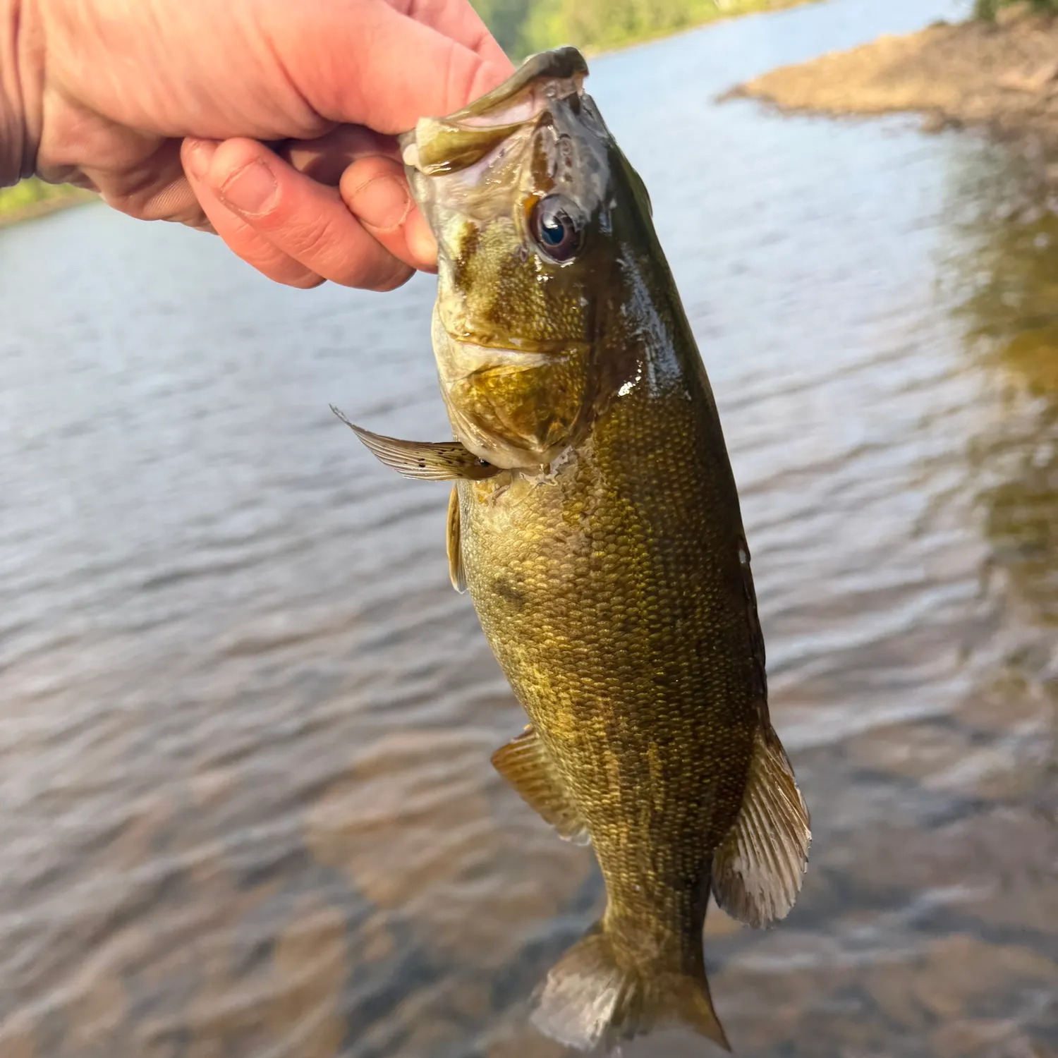 Smallmouth bass caught on Fishbrain
