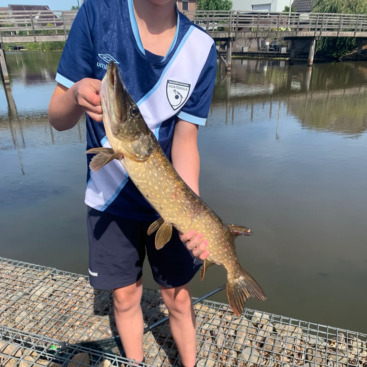Northern pike caught on Fishbrain