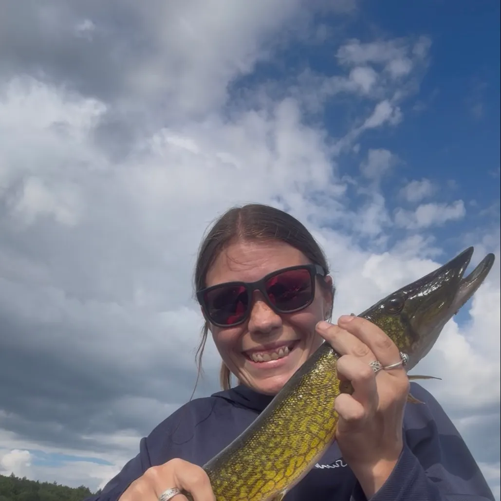 Chain pickerel caught on Fishbrain