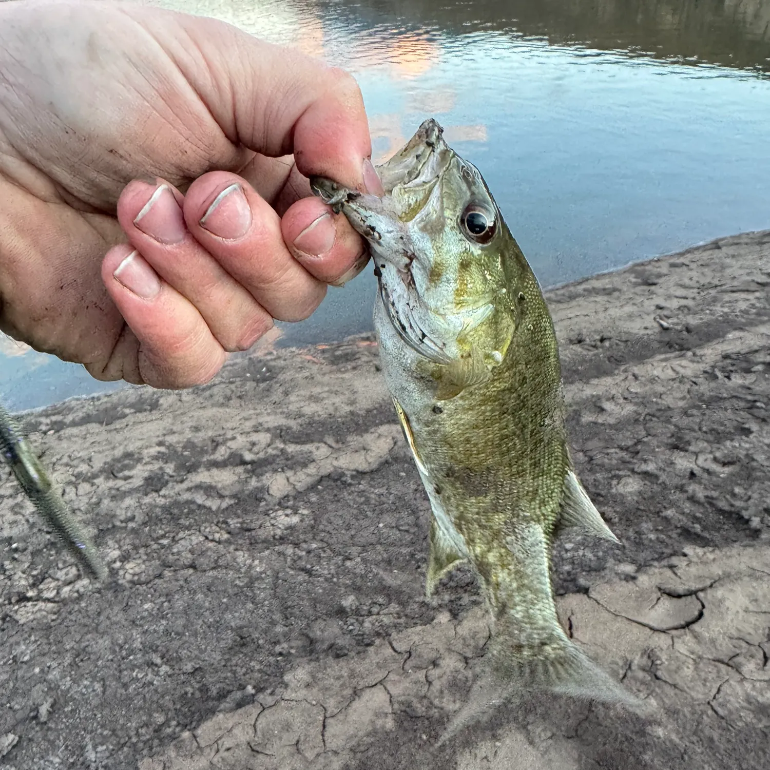 Smallmouth bass caught on Fishbrain