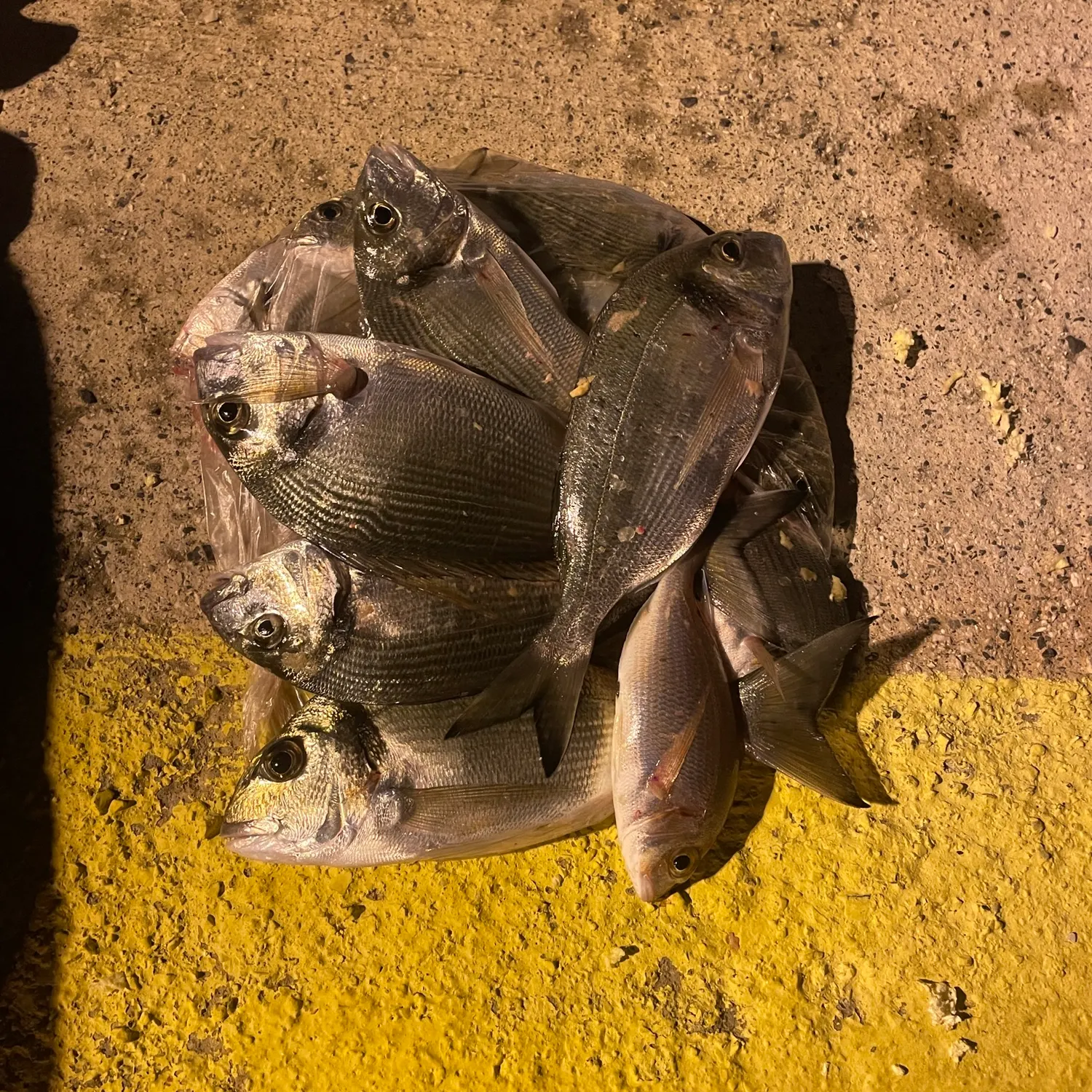 Gilthead seabream caught on Fishbrain