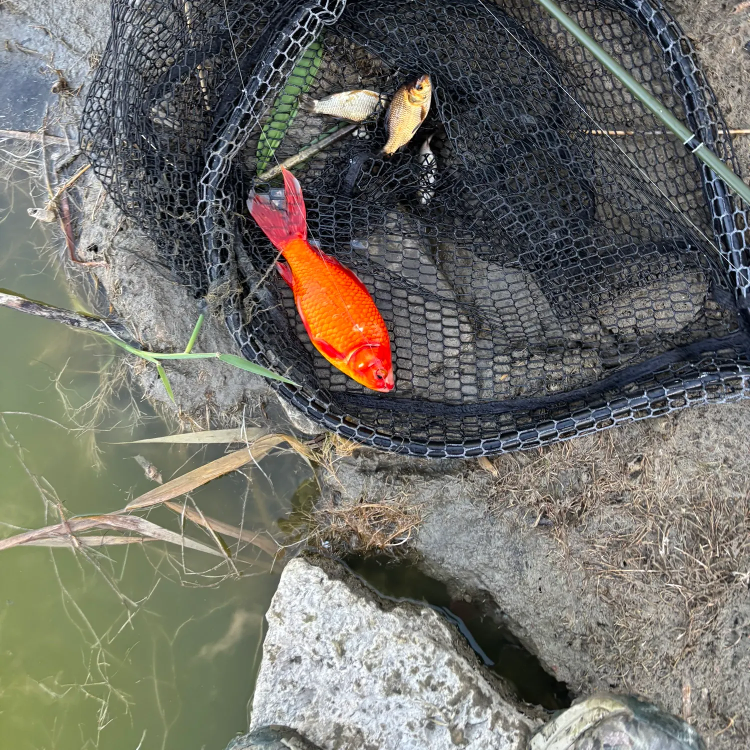 The most recent Goldfish catches on Fishbrain