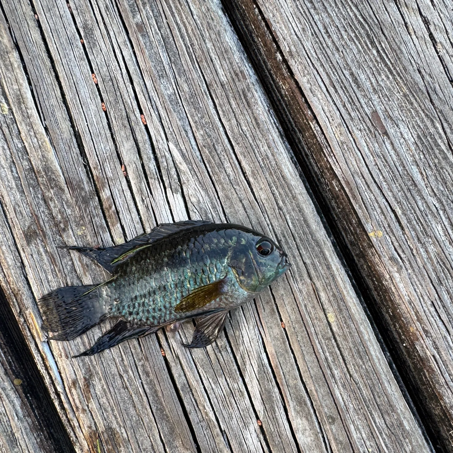 The most recent Chanchita catches on Fishbrain