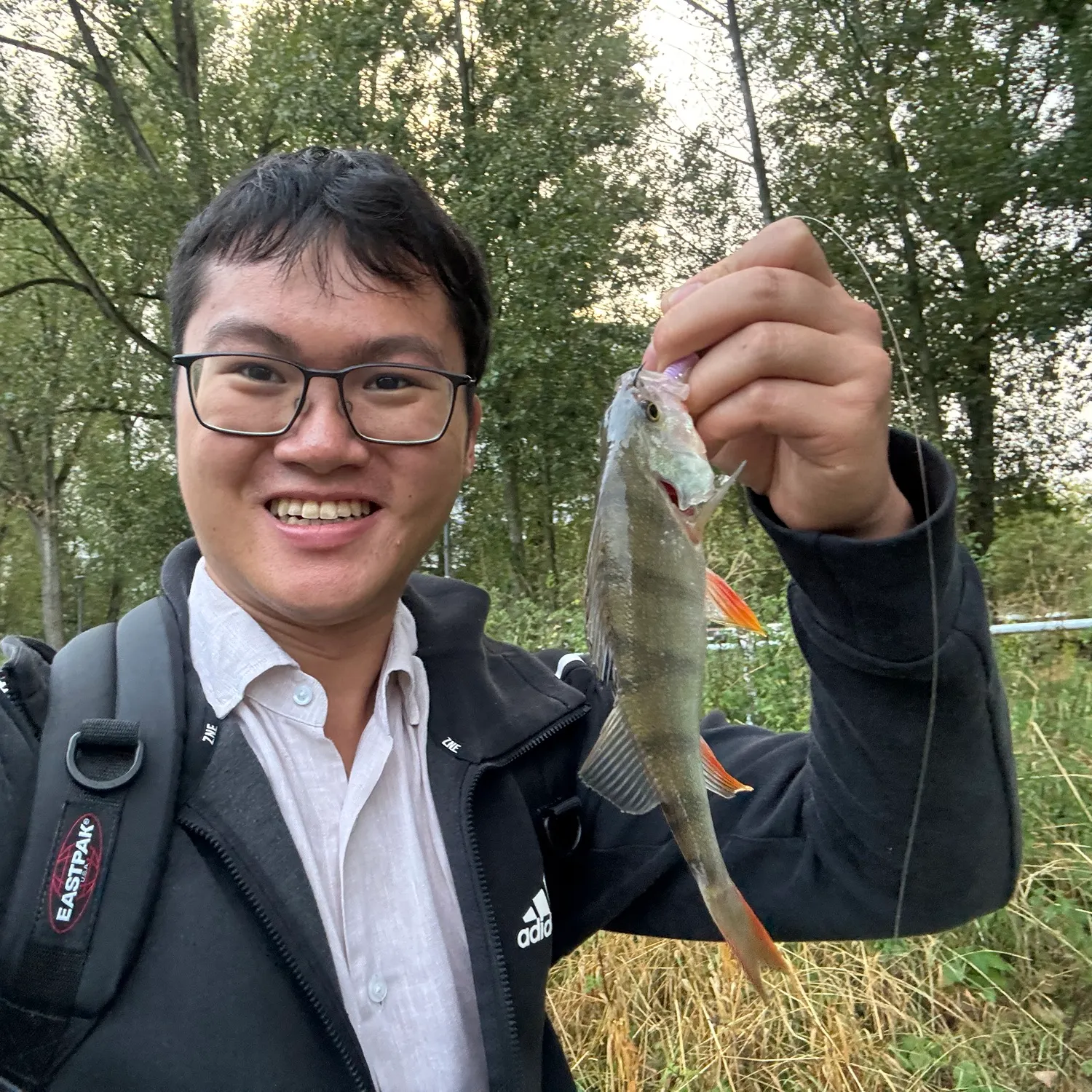 European perch caught on Fishbrain