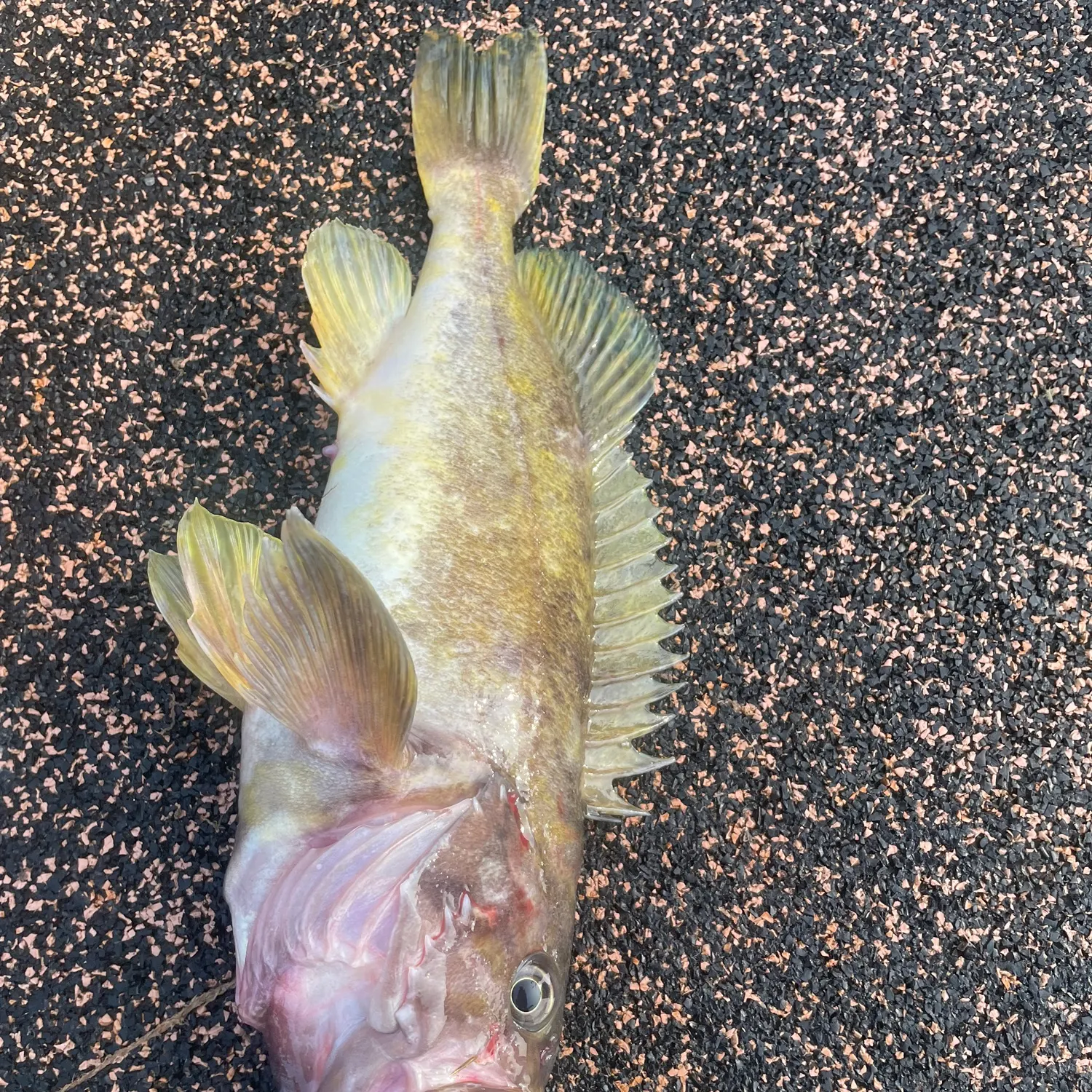The most recent Gray rockfish catches on Fishbrain