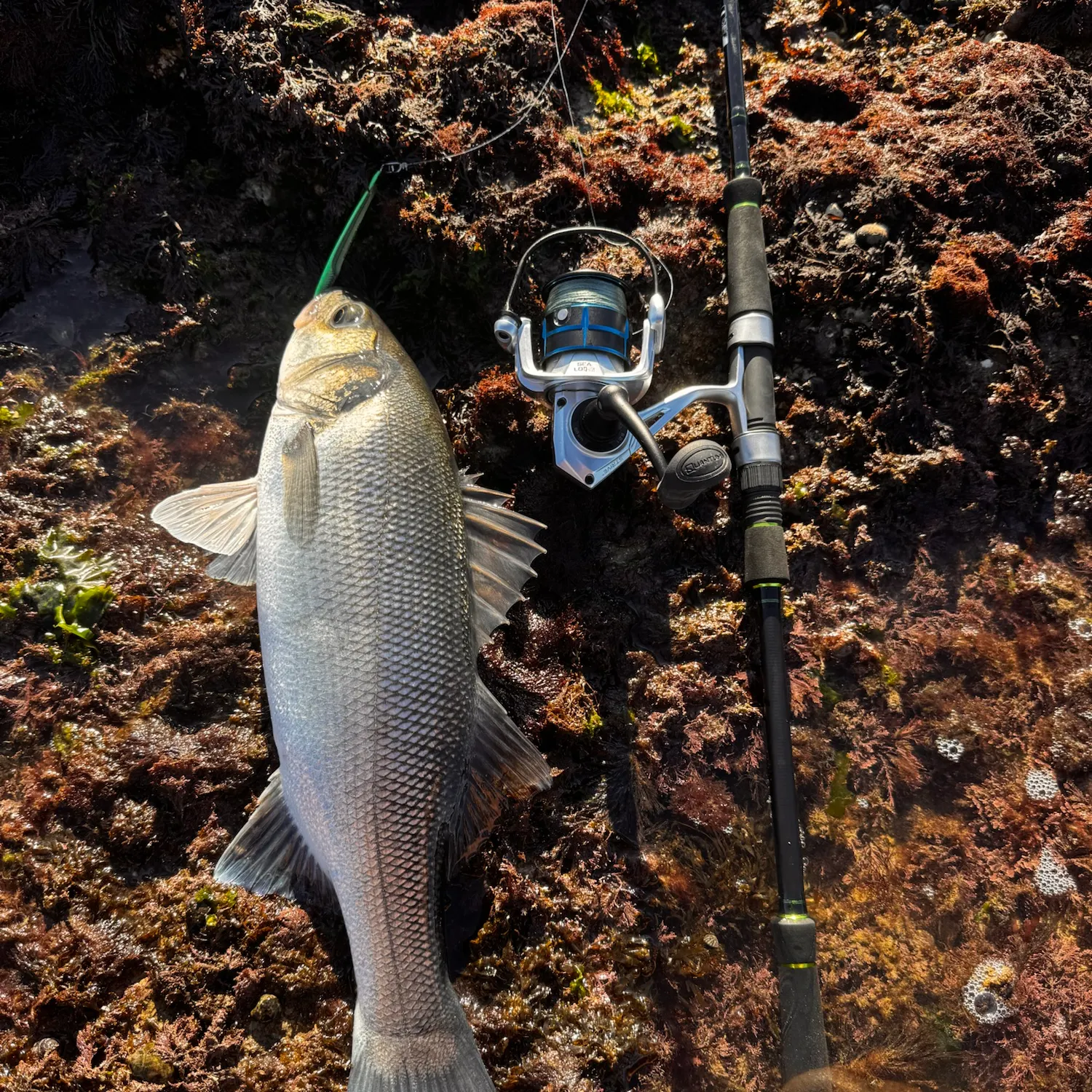 European seabass caught on Fishbrain