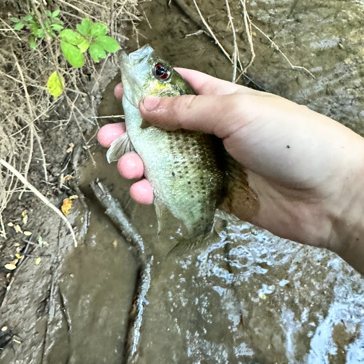 Rock bass caught on Fishbrain