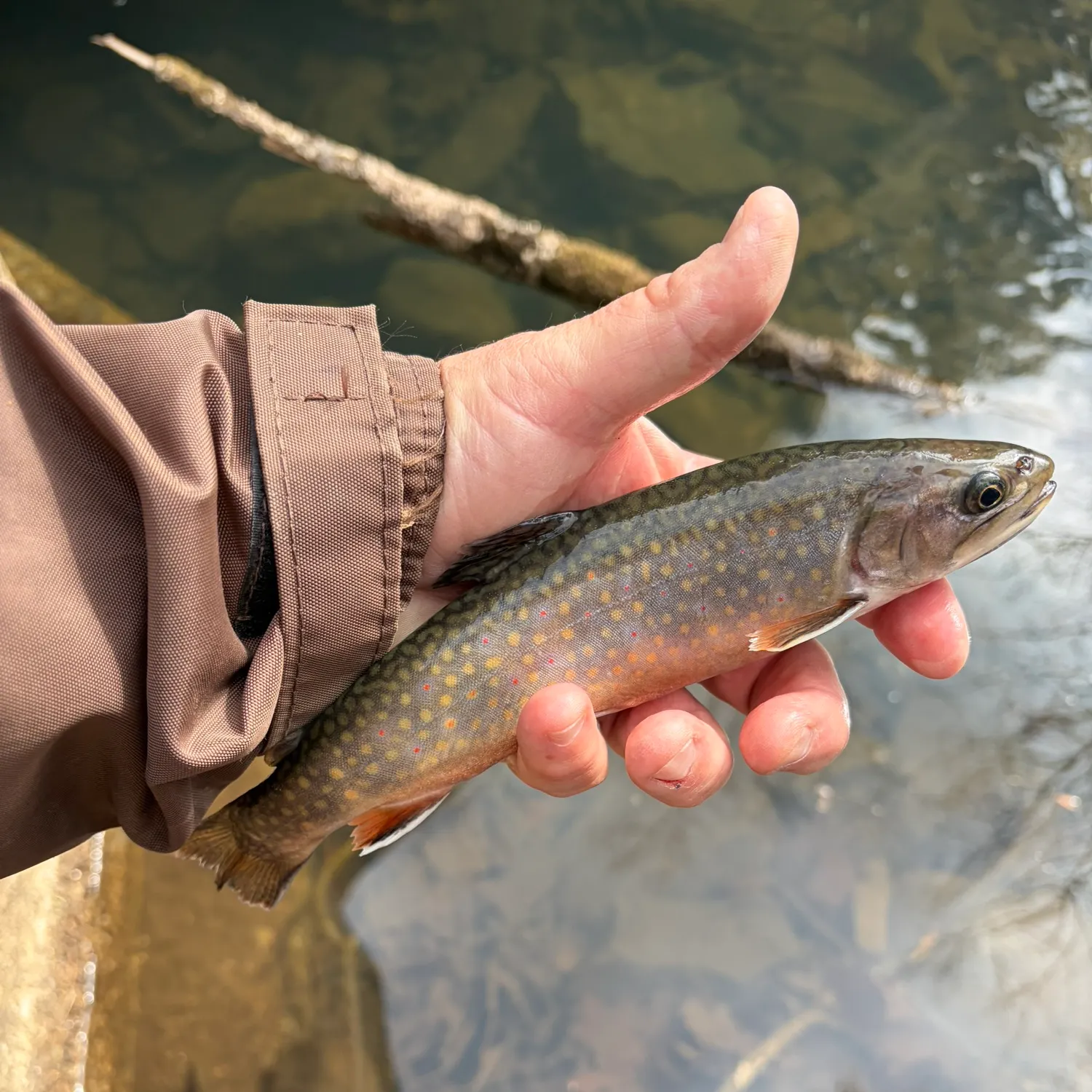 The most recent Brook trout catches on Fishbrain