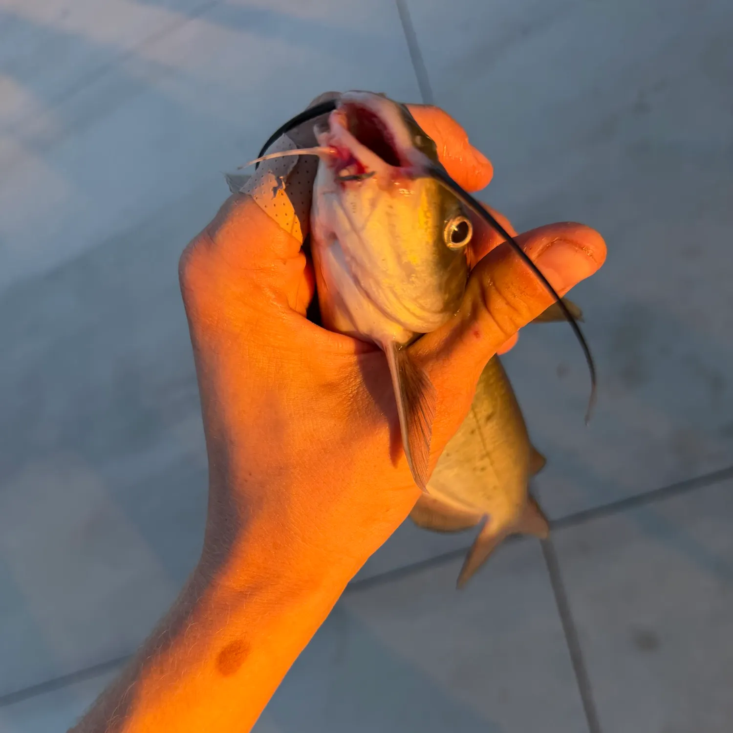 catch