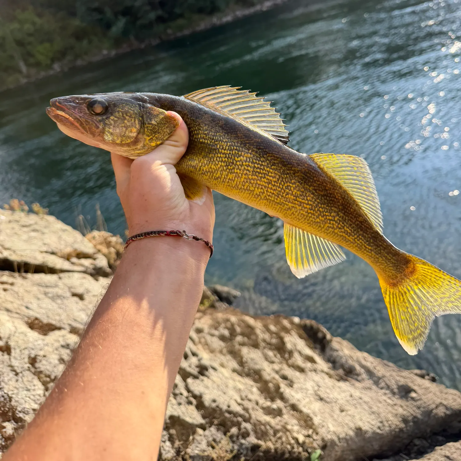 Walleye caught on Fishbrain