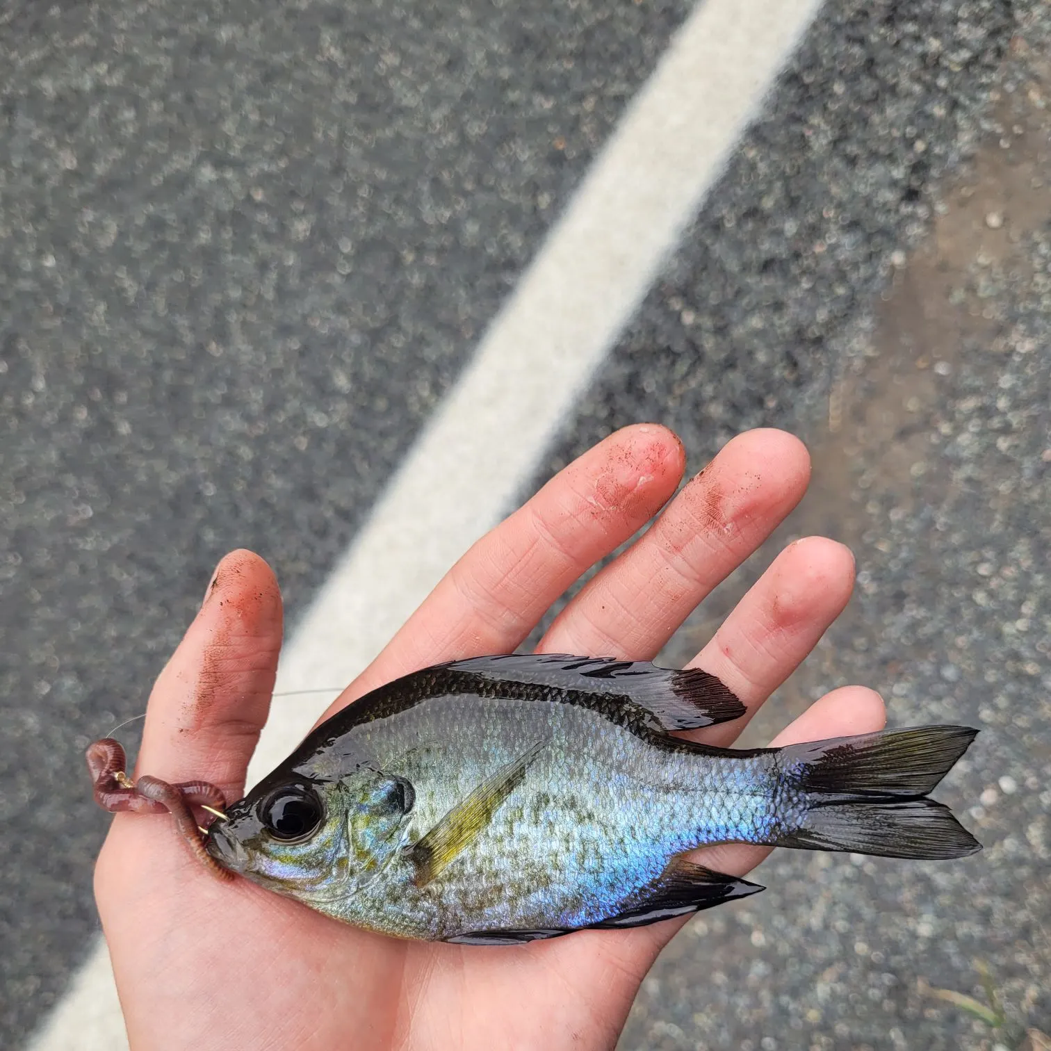Bluegill caught on Fishbrain