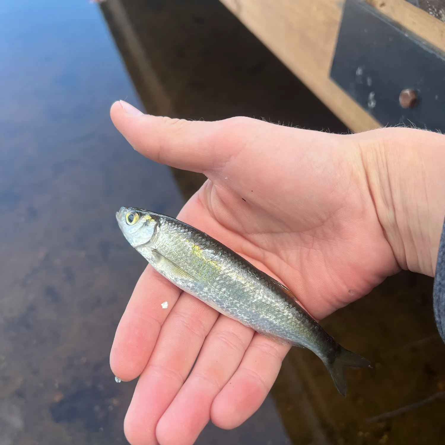 Atlantic herring caught on Fishbrain