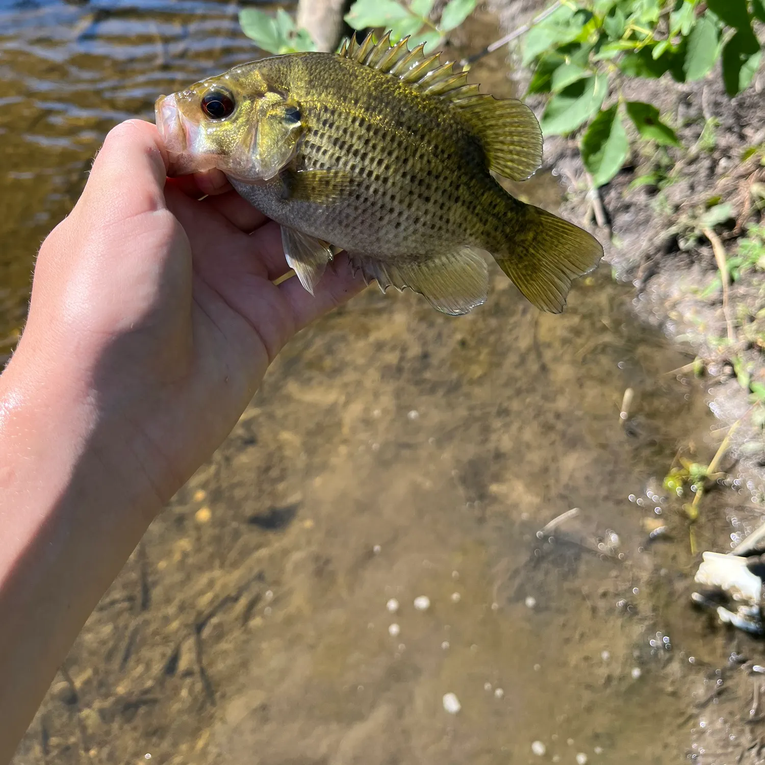 Rock bass caught on Fishbrain