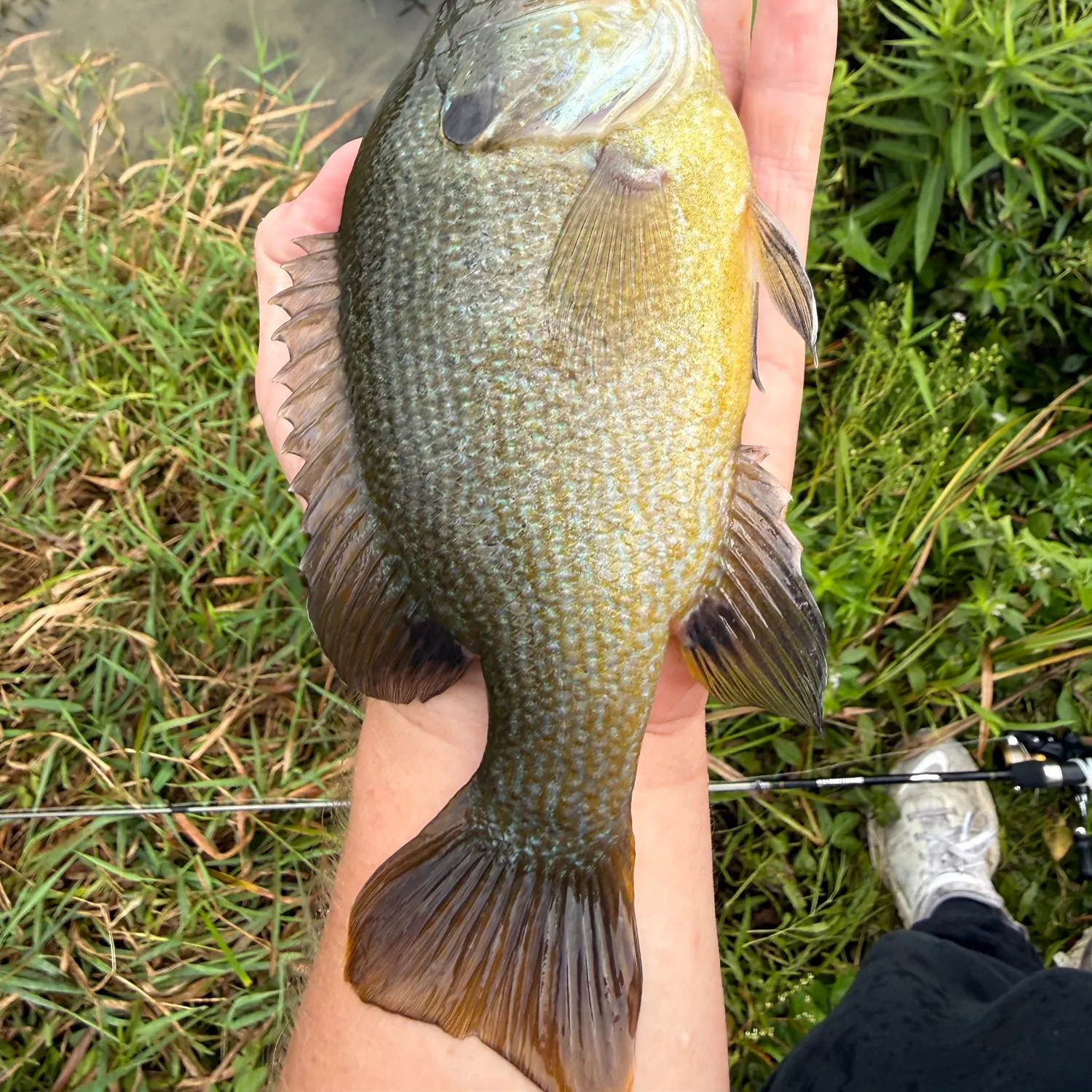 Green sunfish caught on Fishbrain