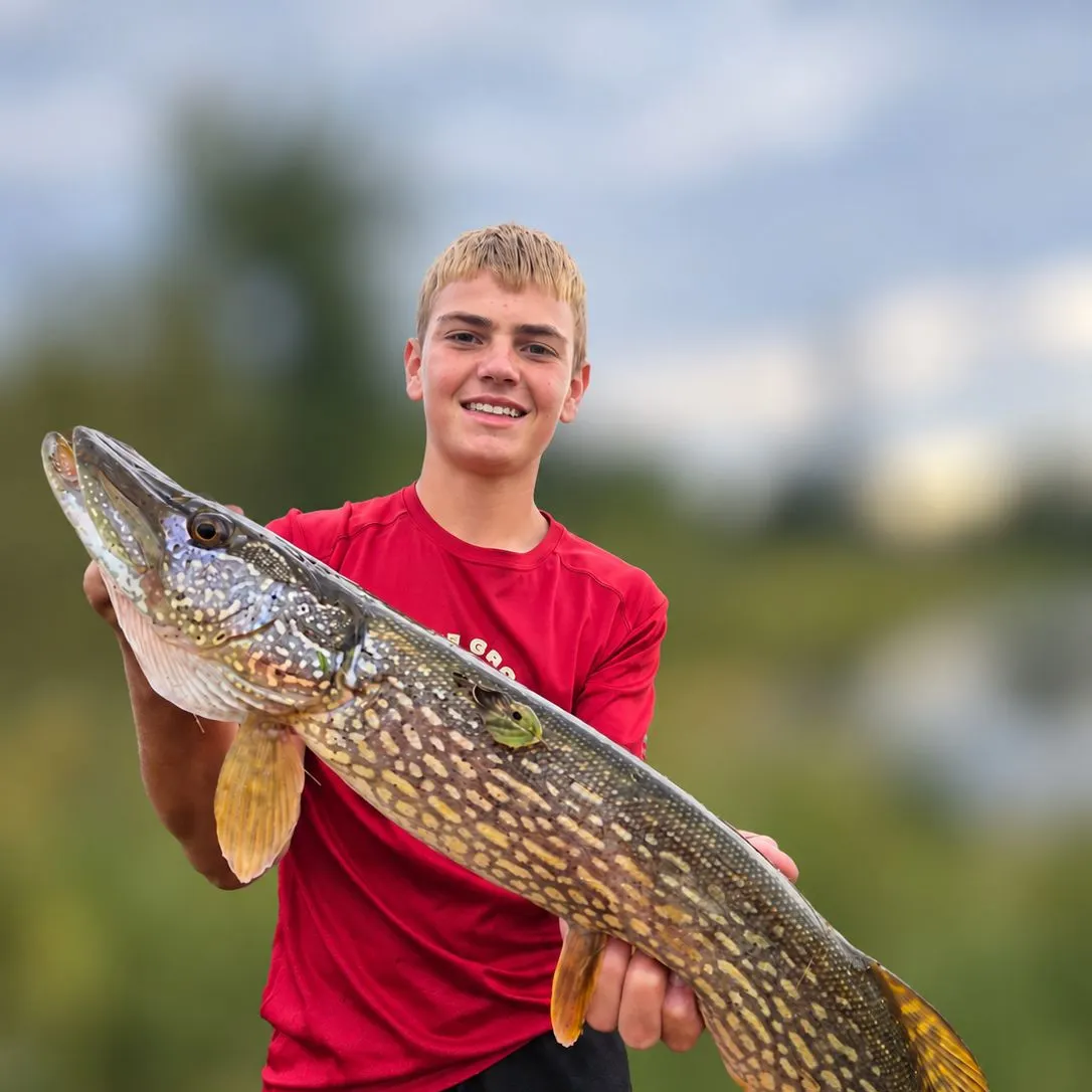 Northern pike caught on Fishbrain