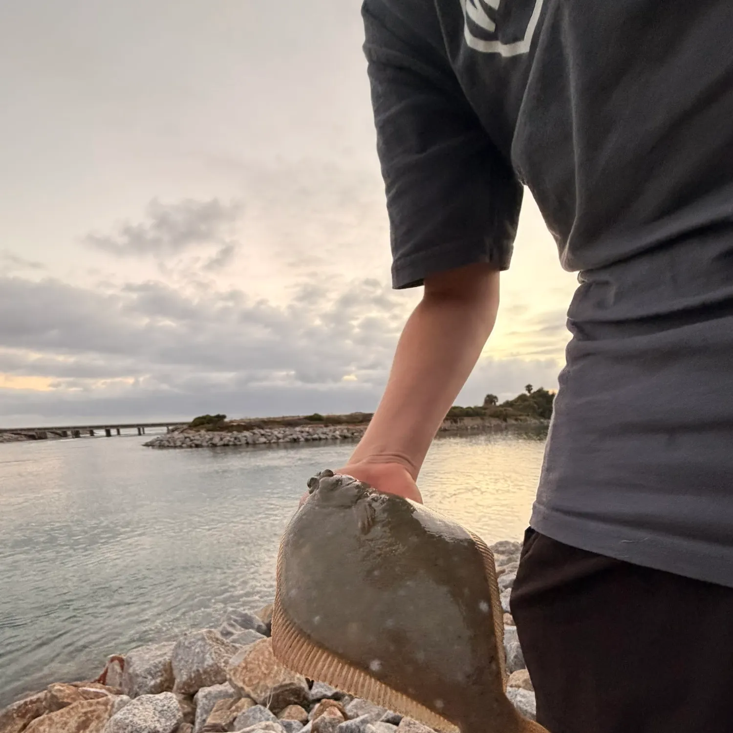 The most recent Diamond turbot catches on Fishbrain