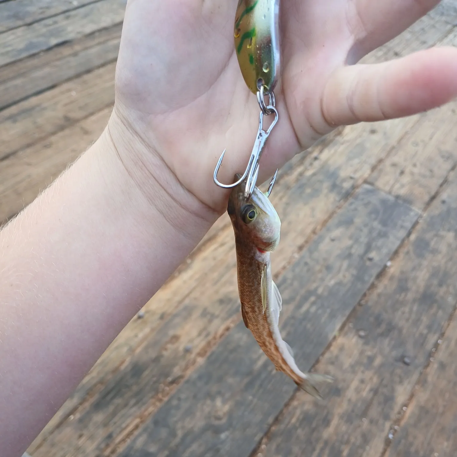 The most recent Brushtooth lizardfish catches on Fishbrain