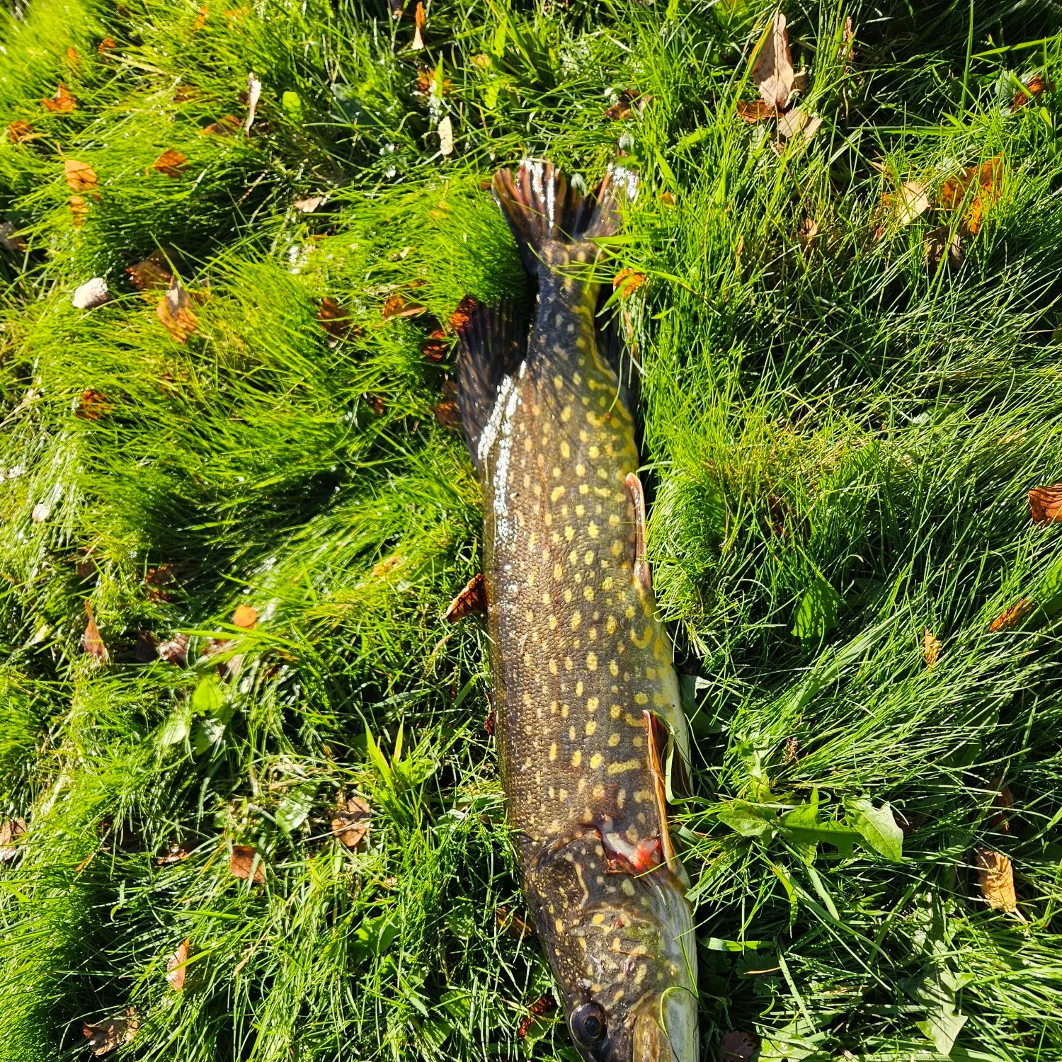 Northern pike caught on Fishbrain
