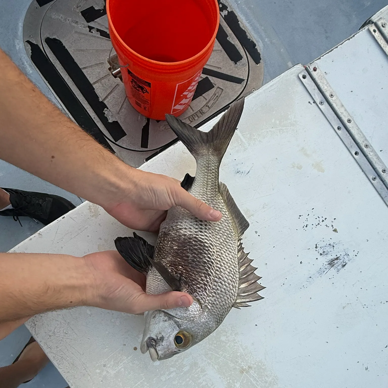 The most recent Black margate catches on Fishbrain