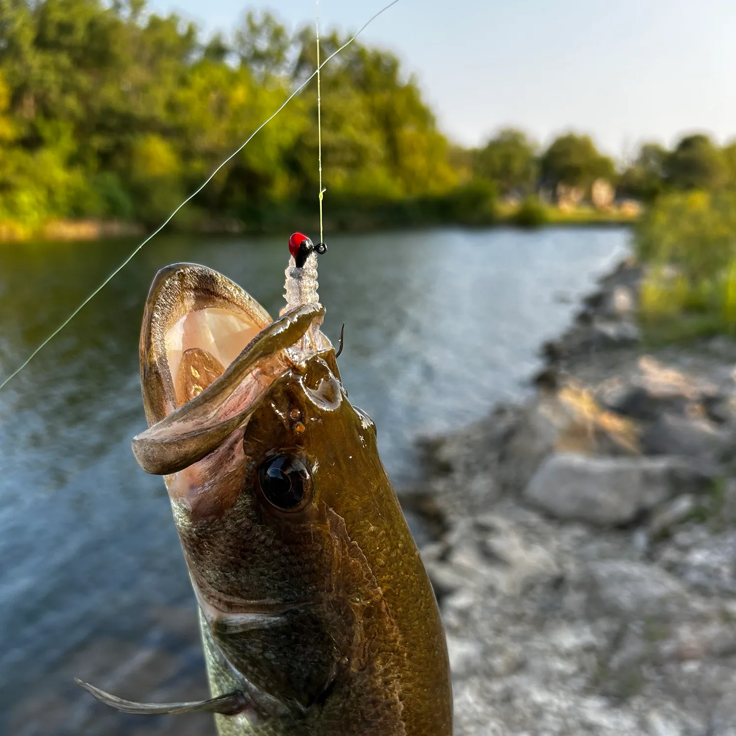Largemouth bass caught on Fishbrain