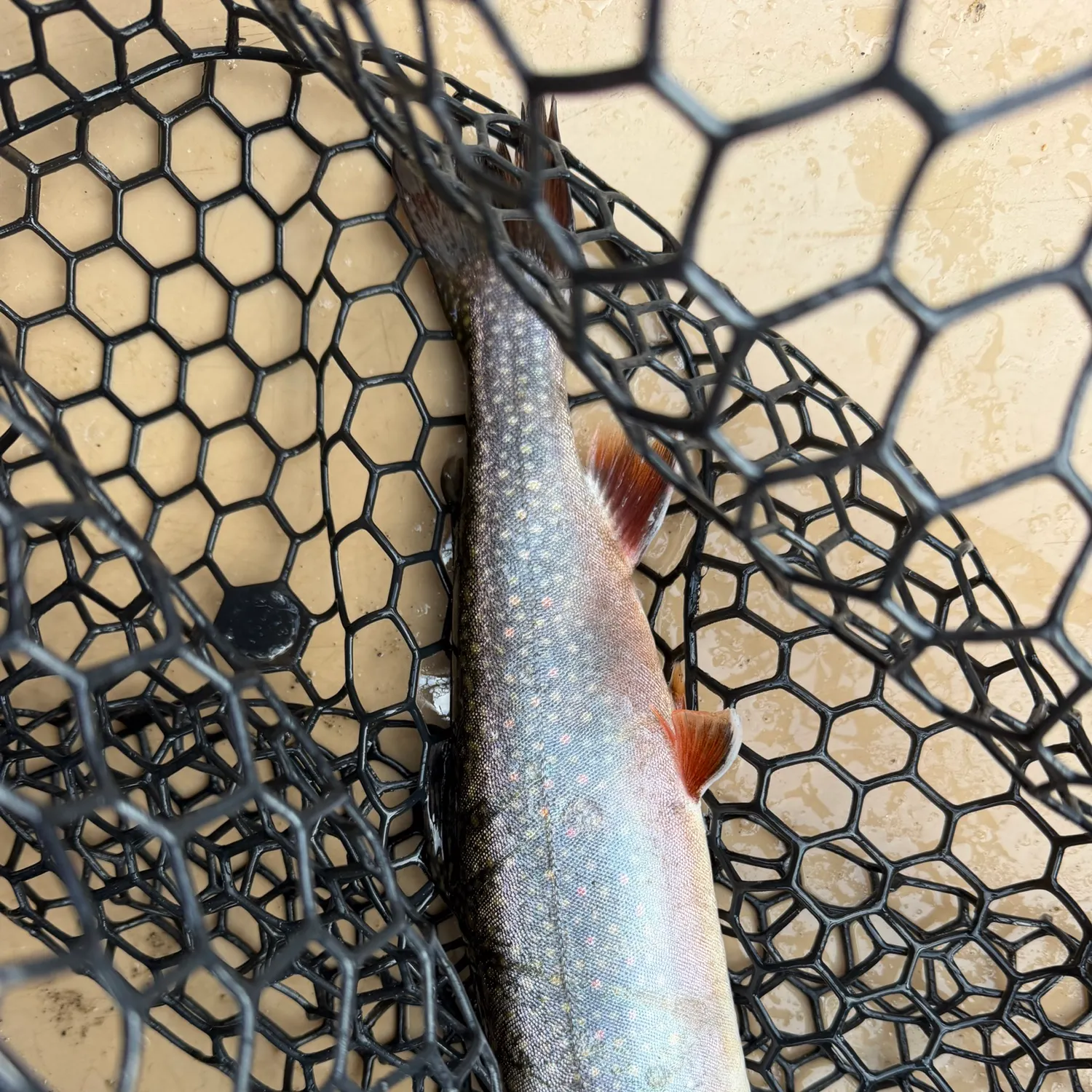 Brook trout caught on Fishbrain