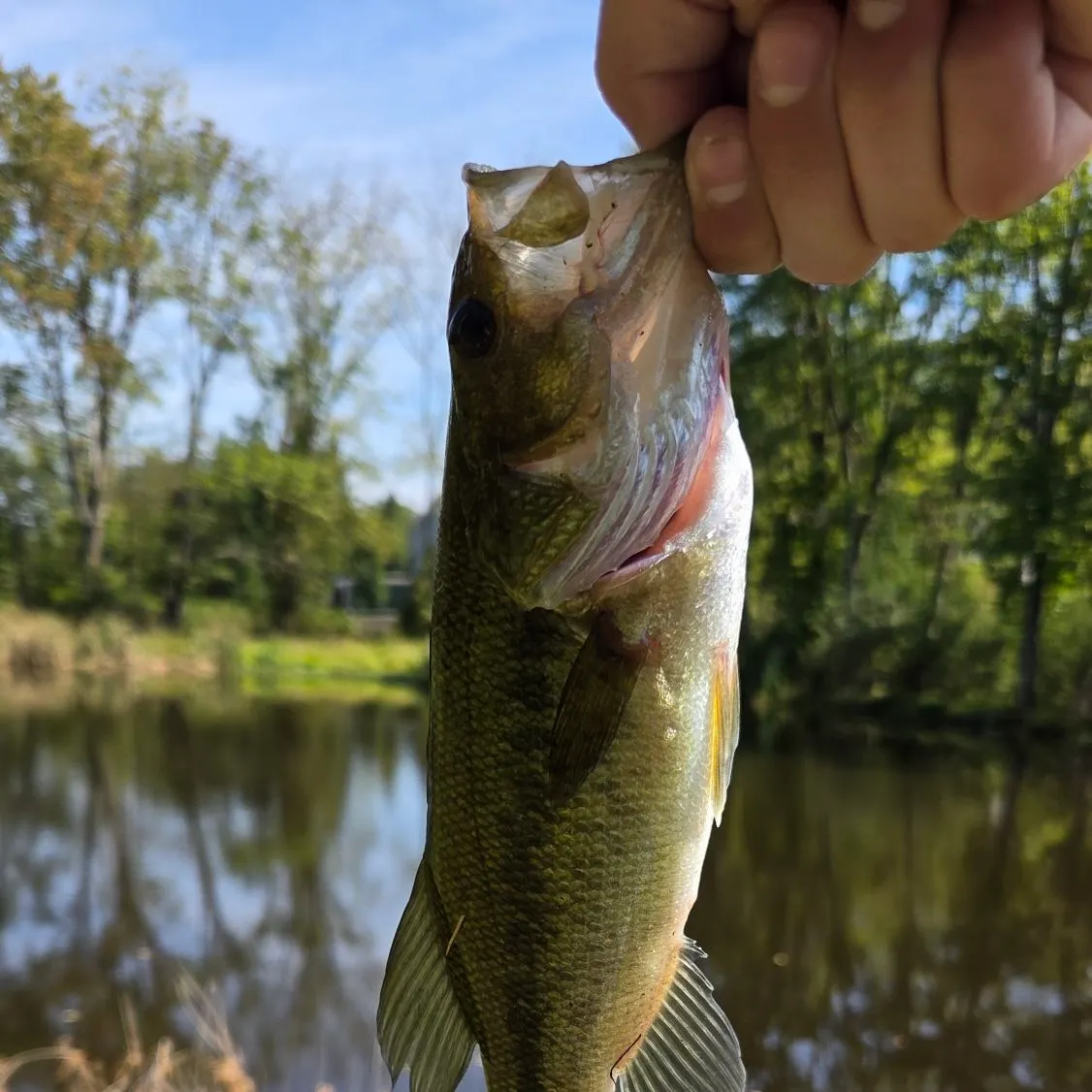 Largemouth bass caught on Fishbrain