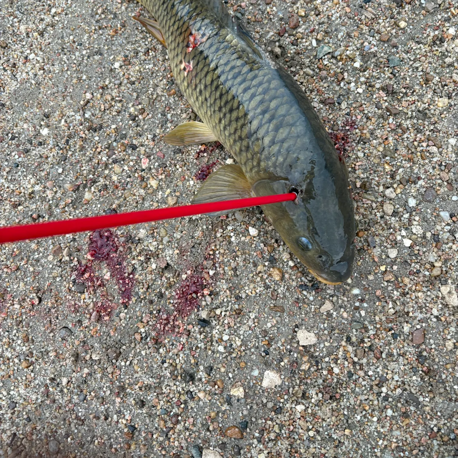 Common carp caught on Fishbrain