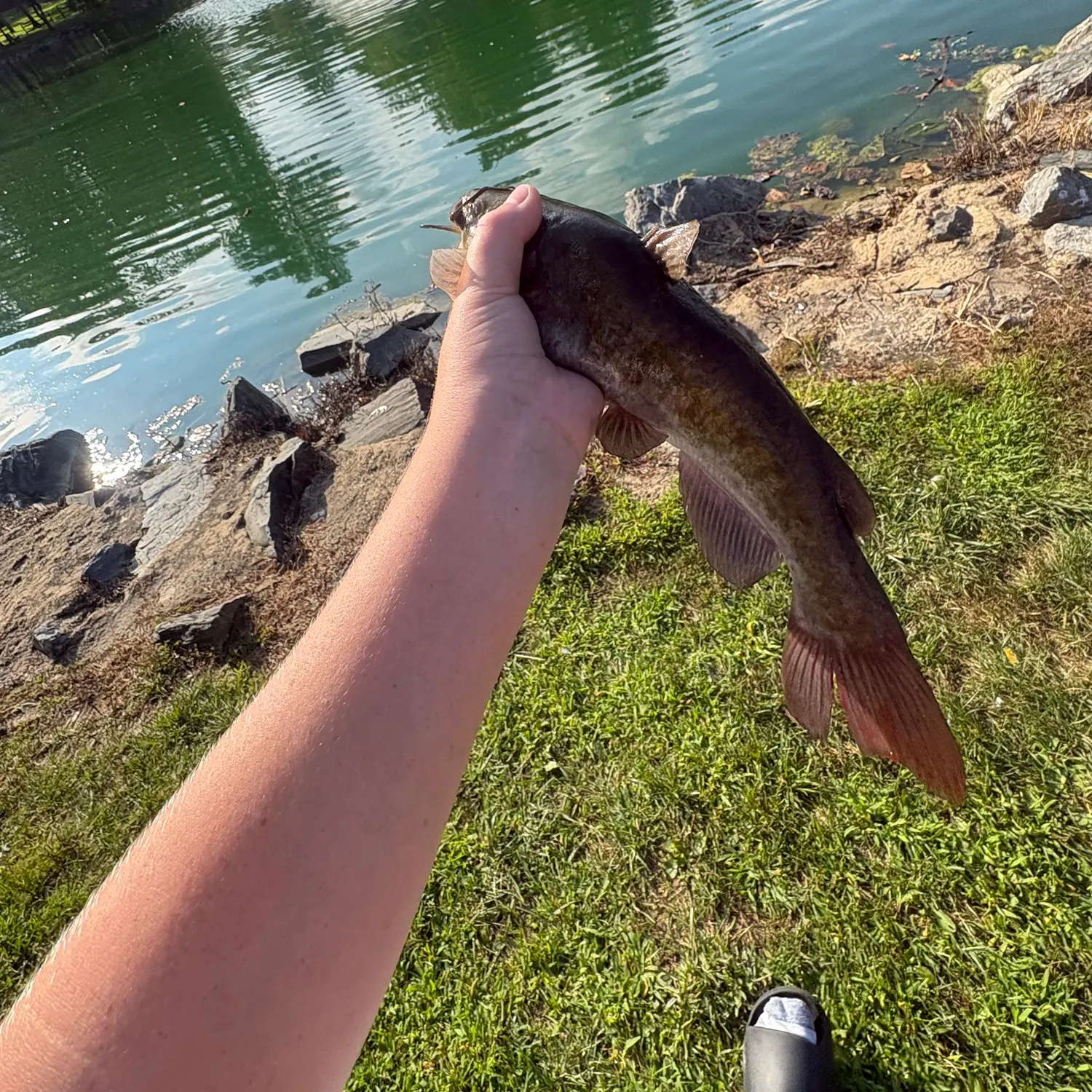 Brown bullhead caught on Fishbrain