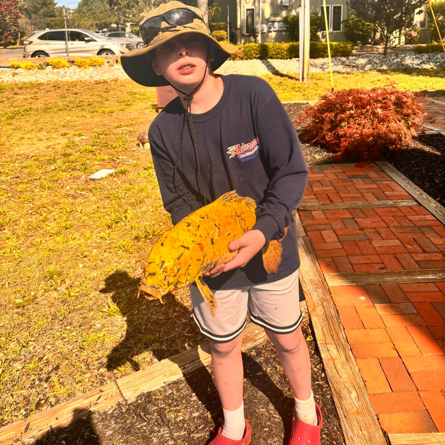 The most recent Koi carp catches on Fishbrain