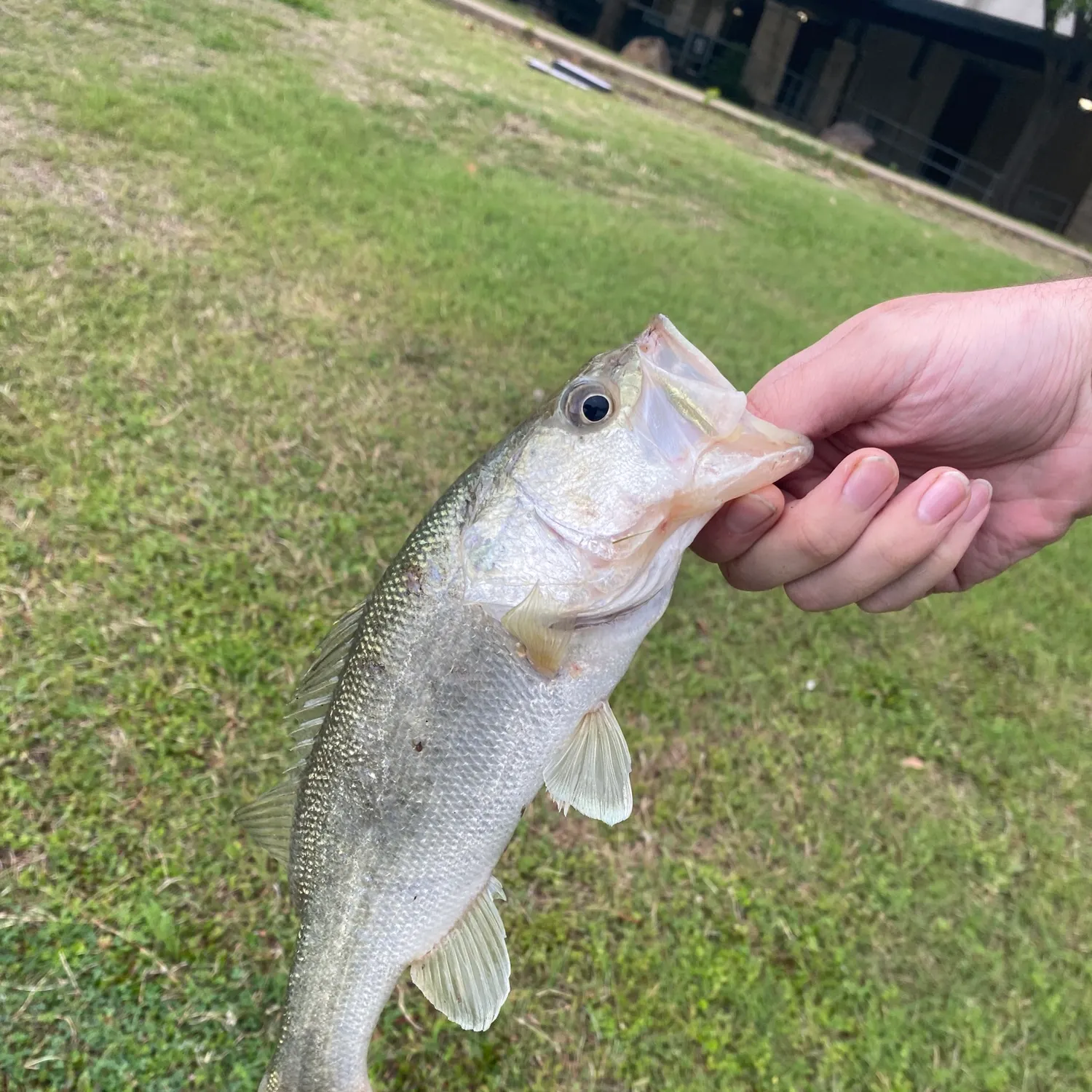 ᐅ Plano East Pond fishing reports🎣• Murphy, TX (United States) fishing
