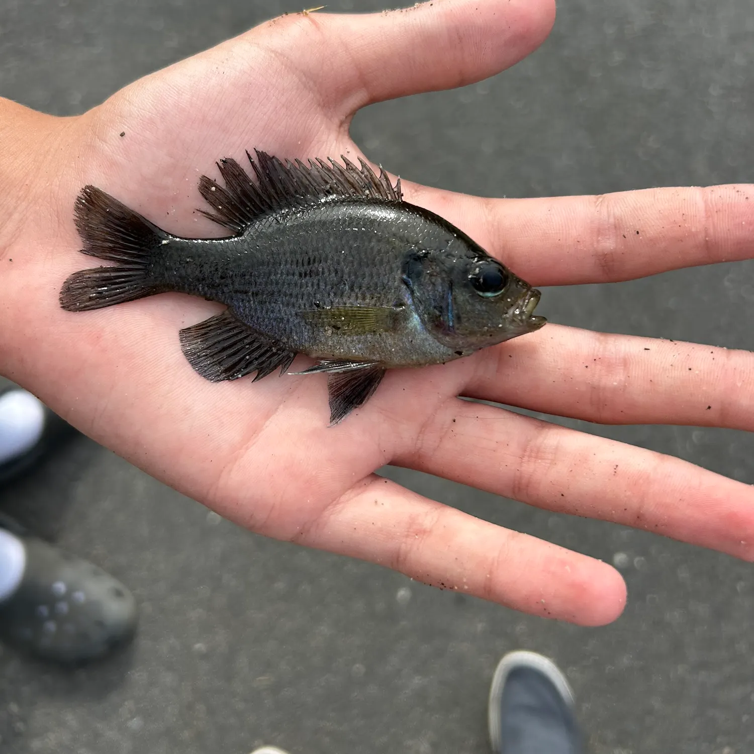 Spotted sunfish caught on Fishbrain