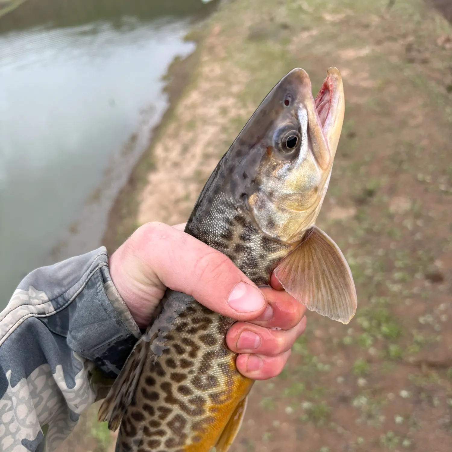 Tiger trout caught on Fishbrain