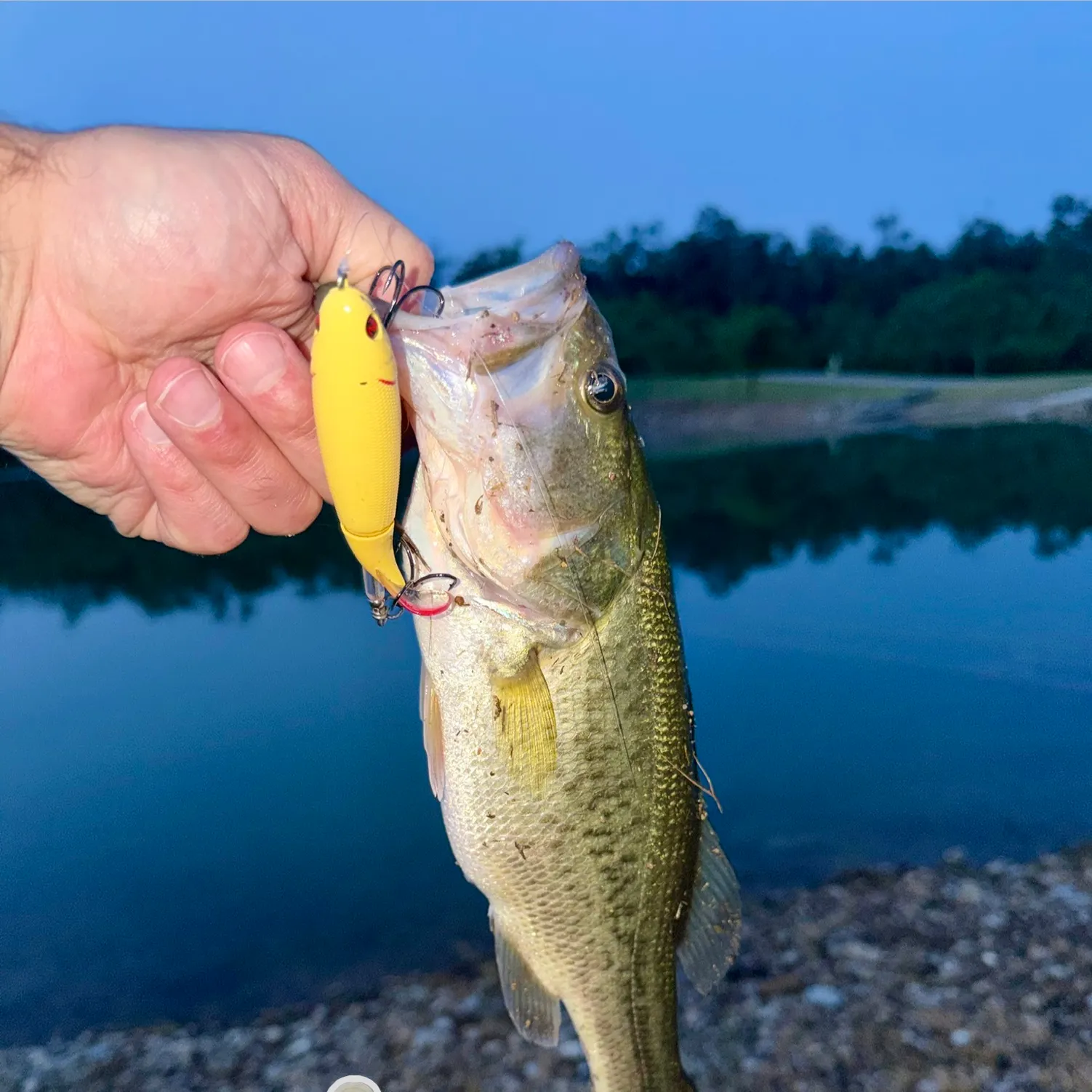 Largemouth bass caught on Fishbrain