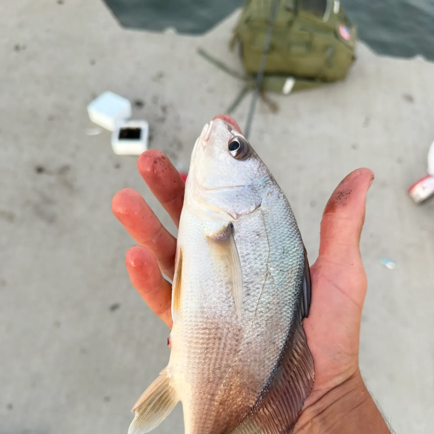 catch