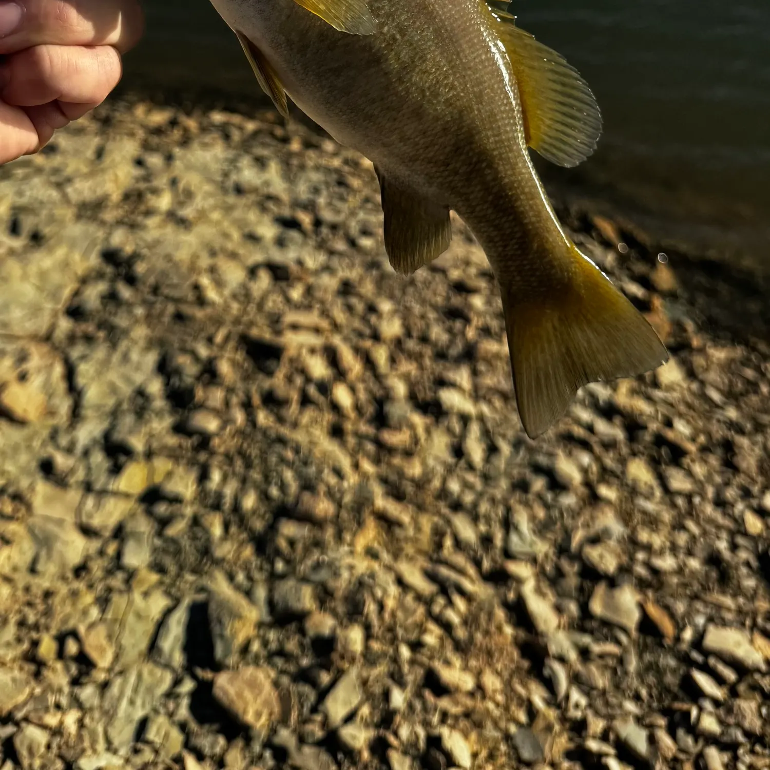 Smallmouth bass caught on Fishbrain