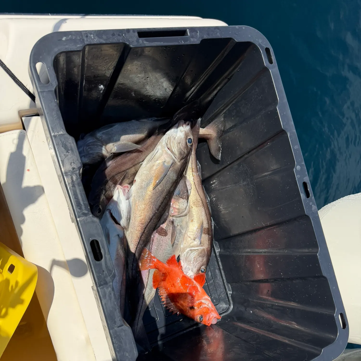 The most recent Haddock catches on Fishbrain