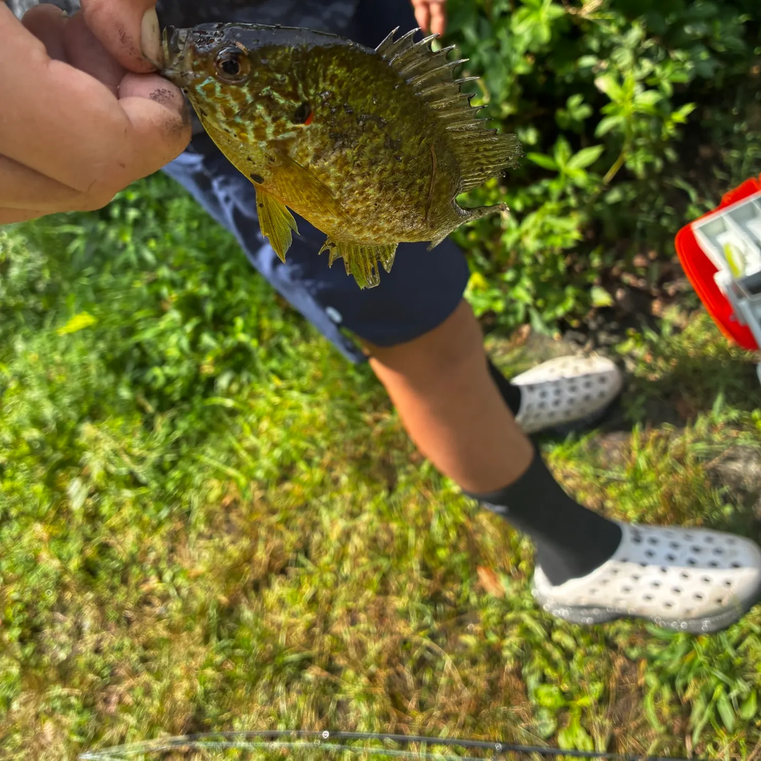 Pumpkinseed caught on Fishbrain