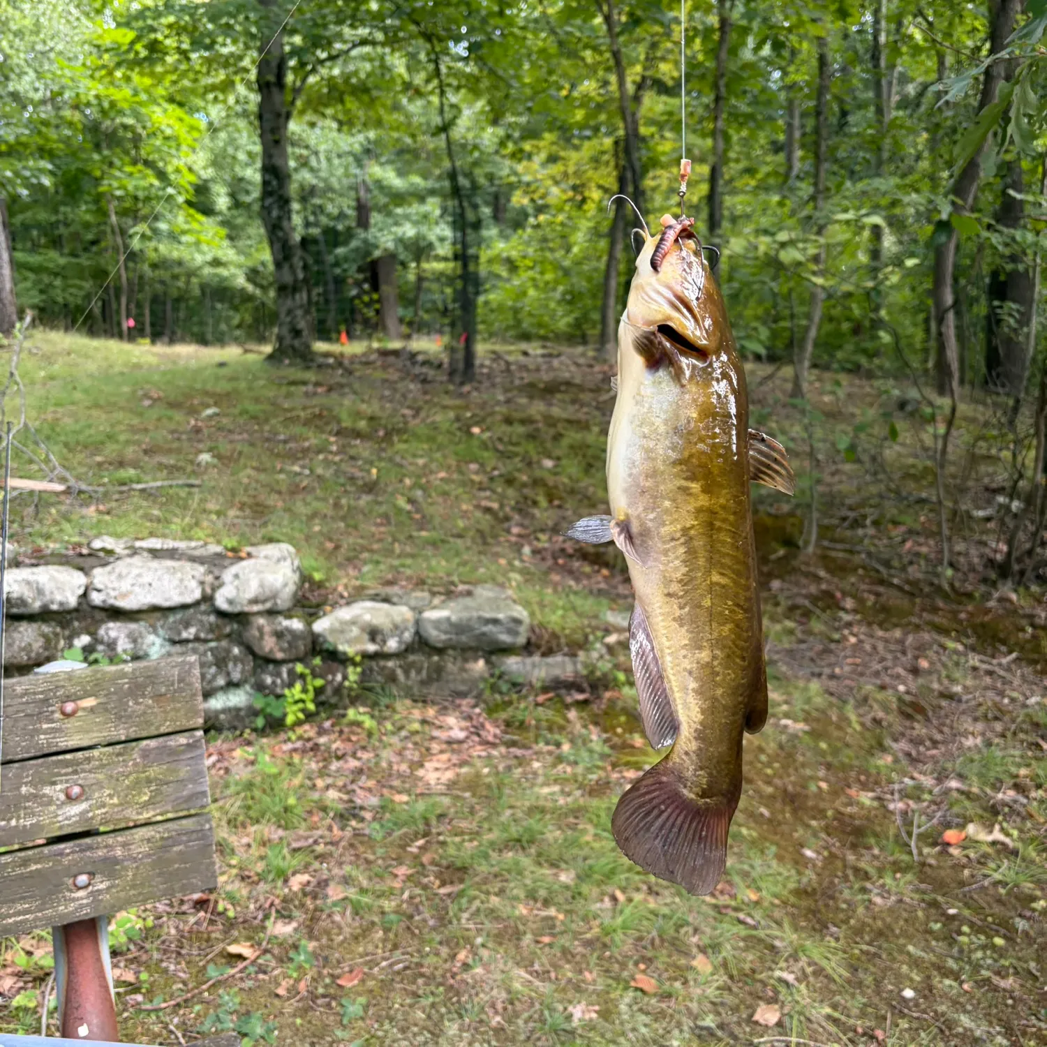 Brown bullhead caught on Fishbrain