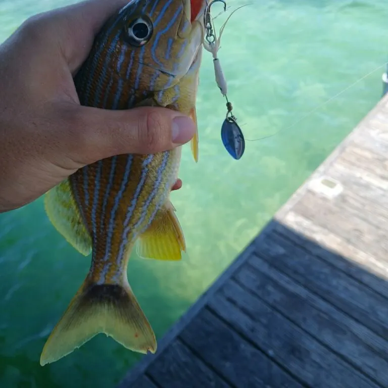 The most recent Smallmouth grunt catches on Fishbrain
