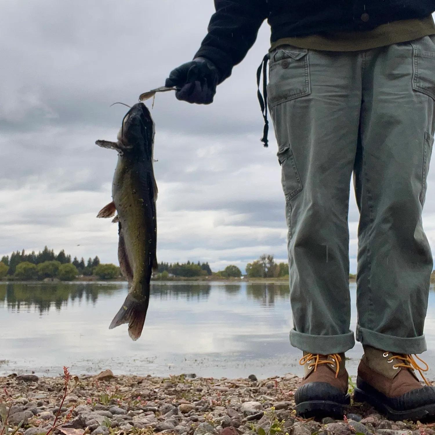 Channel catfish caught on Fishbrain