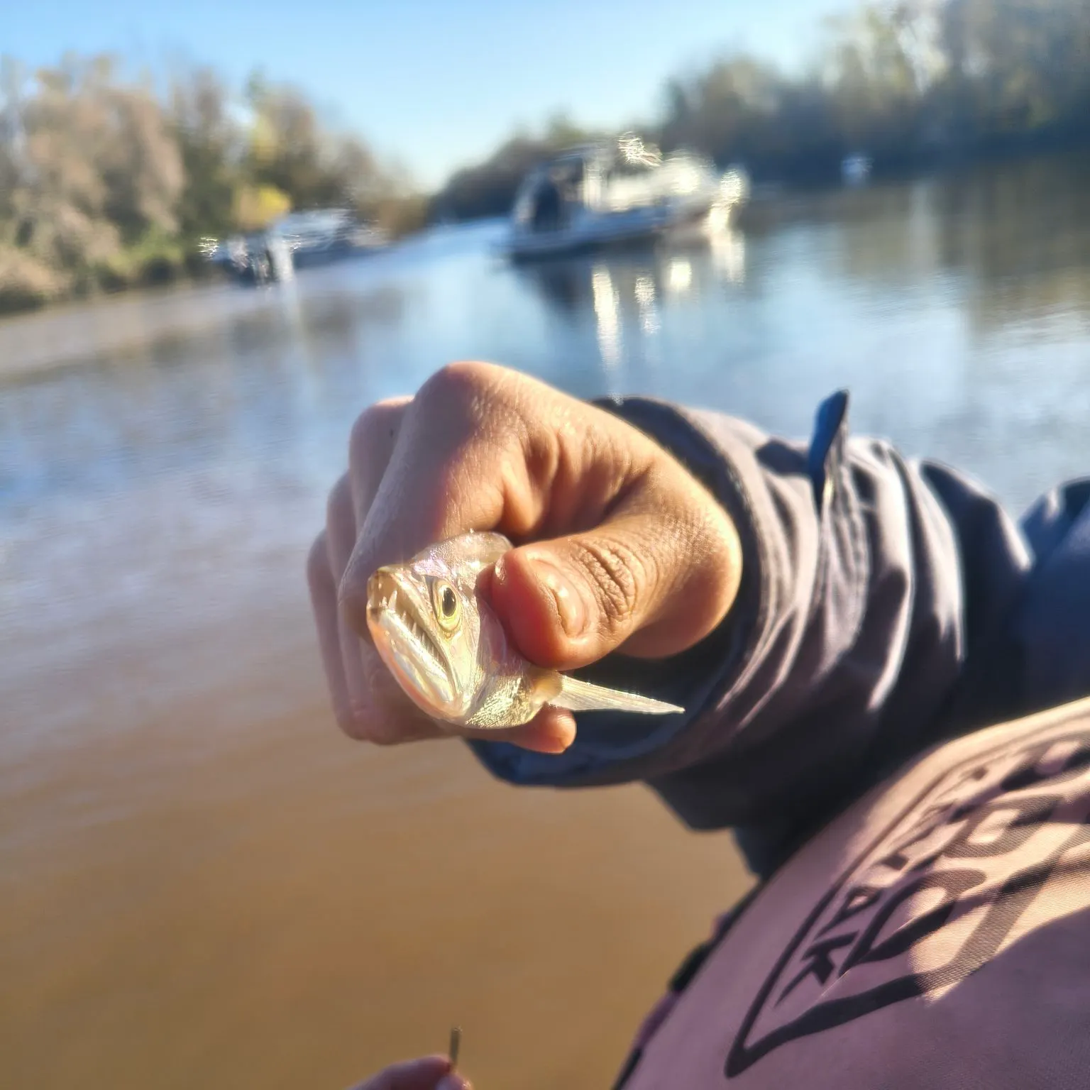 The most recent Biara catches on Fishbrain