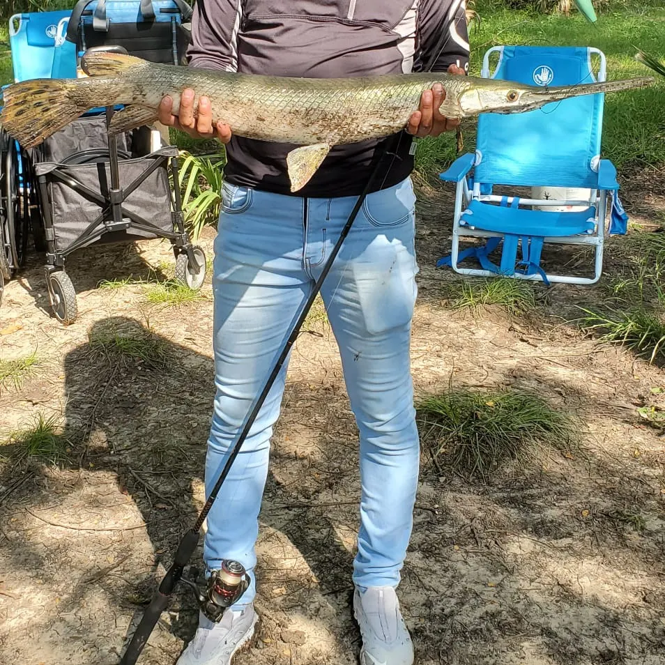 The most recent Shortnose gar catches on Fishbrain