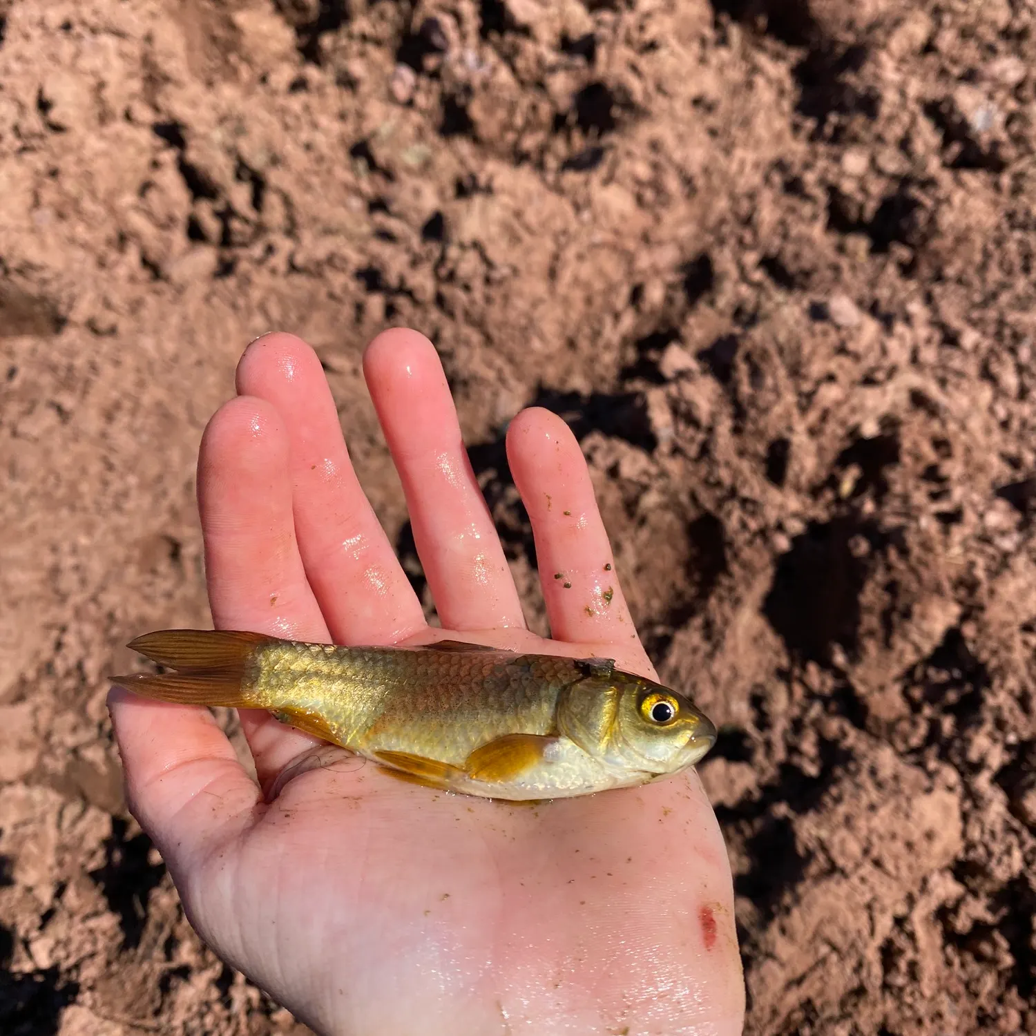 The most recent Crucian carp catches on Fishbrain