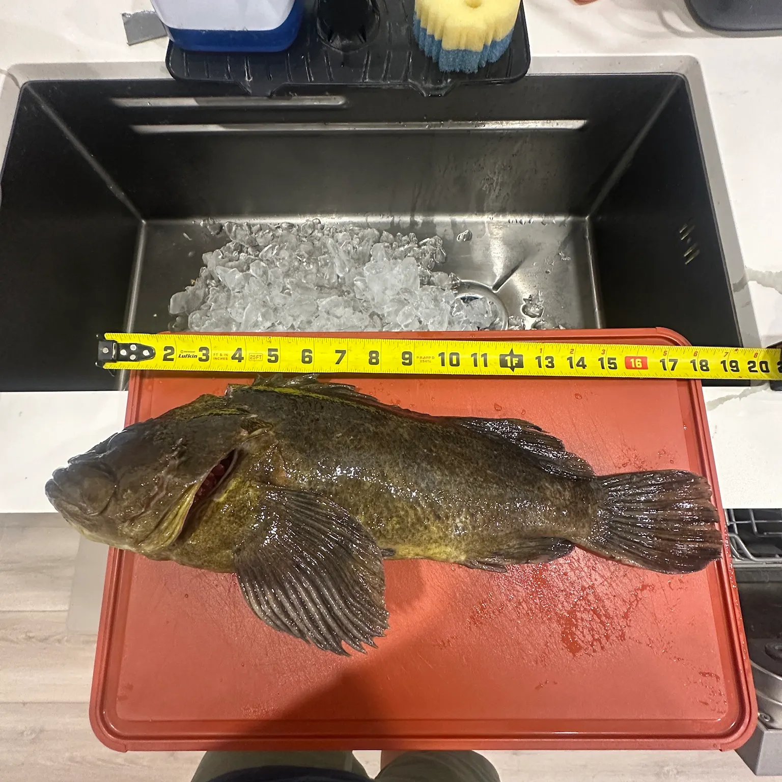 The most recent Grass rockfish catches on Fishbrain