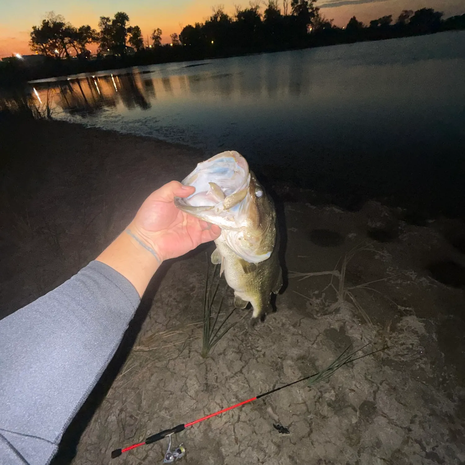Largemouth bass caught on Fishbrain