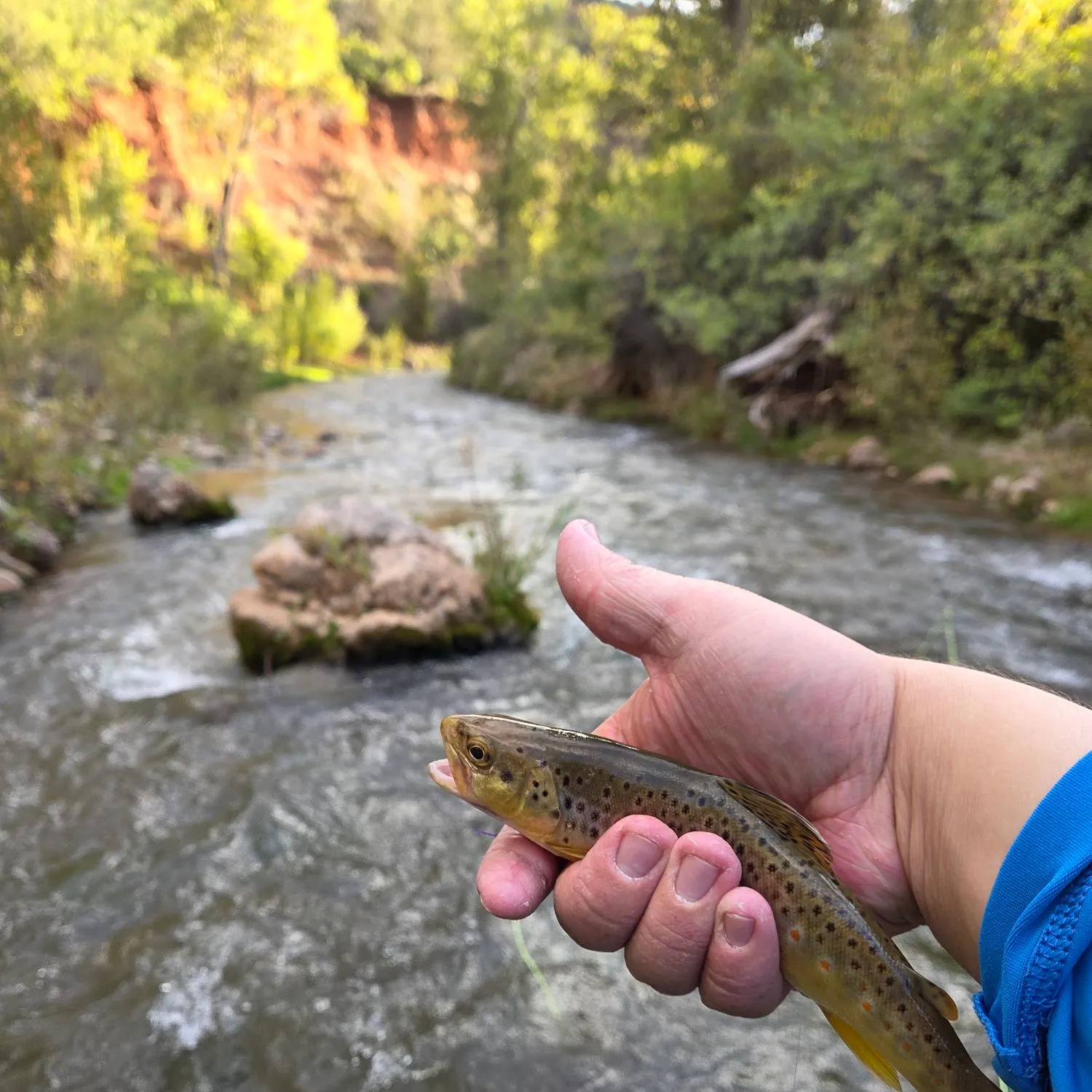 Brown trout caught on Fishbrain