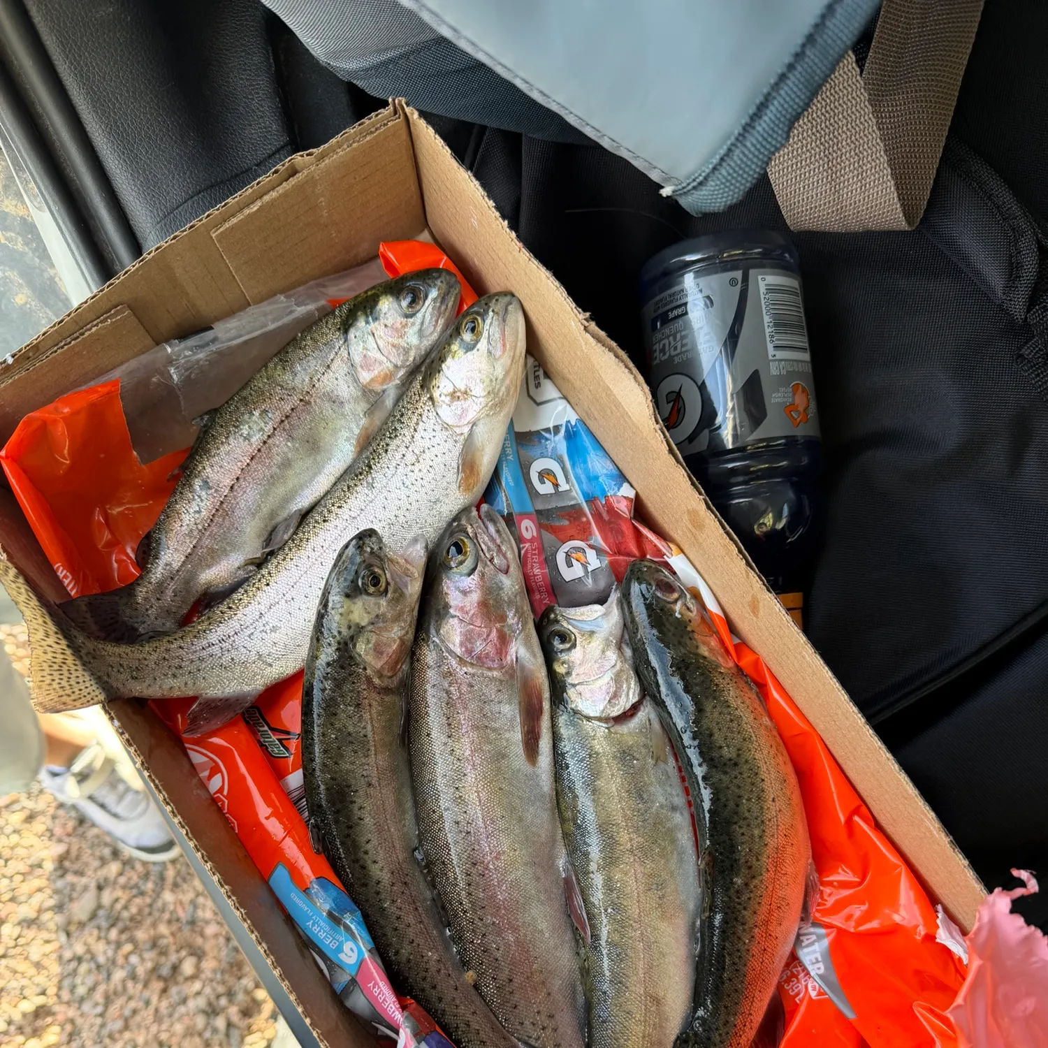 Rainbow trout caught on Fishbrain