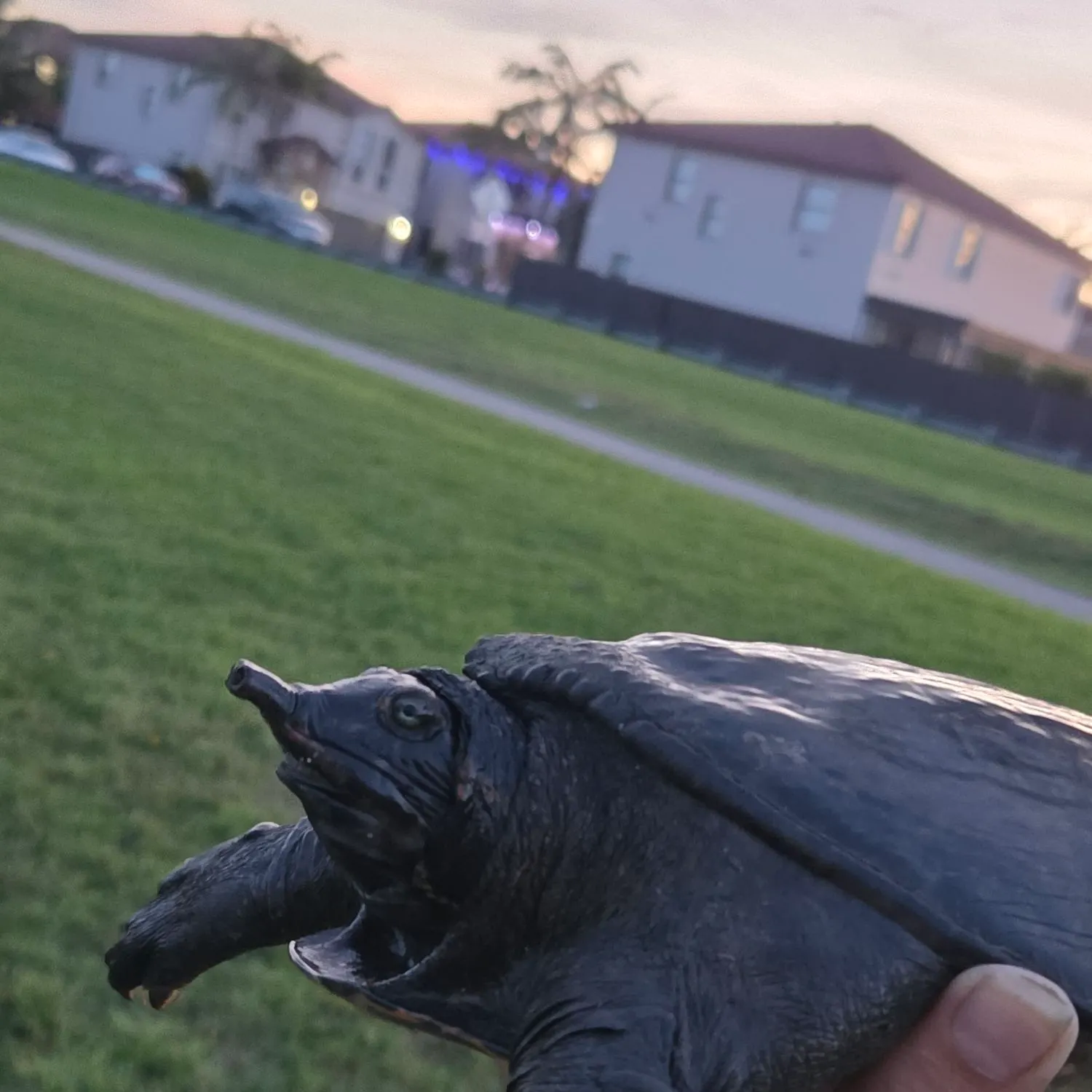 The most recent Florida softshell turtle catches on Fishbrain